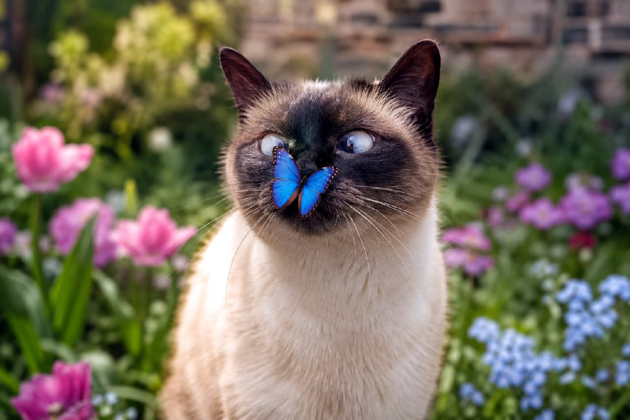 「鼻先のお客さんにびっくりして見事な寄り目に😹 お花畑での春の出会いにほっこりしますね🌸✨ #シャム猫 #寄り目」Ultra-realistic high-quality photograph of a Siamese-mix cat with a vibrant blue butterfly resting on its nose. The cat features striking cross-eyed blue eyes, surrounded by a softly blurred background of pink and blue spring flowers in warm sunlight. シャム猫風のポイントカラーを持つ猫の鼻先に、色鮮やかな青い蝶が止まっている瞬間。驚いて寄り目になった美しいブルーの瞳、柔らかな毛並み、背景に広がるピンクや水色の春の花畑が、暖かな日差しと共に描かれたリアルな高画質写真