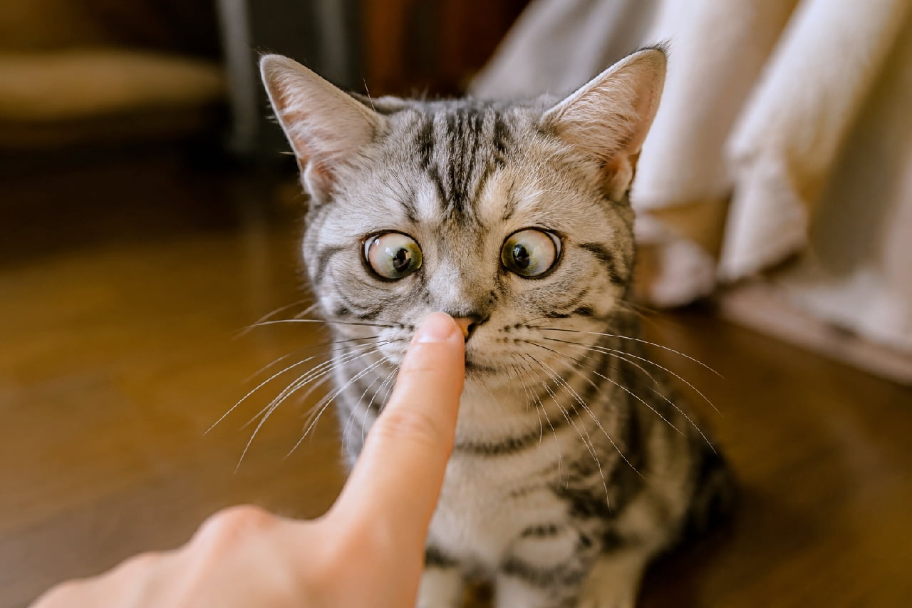 「目の前の指先から視線が外せないっ👀✨ 真剣すぎる寄り目顔が愛おしくてずっと見てられますね🥰 #サバトラ #寄り目」Ultra-realistic high-quality photograph of a silver tabby kitten looking intently with cross-eyed eyes at a human finger touching its nose. The beautiful striped fur and warm indoor lighting on the wooden floor are captured in exquisite detail. 間の指先が鼻先に触れるのを、真剣な寄り目で見つめるシルバータビーの子猫の高画質写真。特徴的な額のM字模様や美しい縞模様の被毛、フローリングの床と室内の温かみのある照明が、日常の穏やかな空気感と共に細部まで描写されています