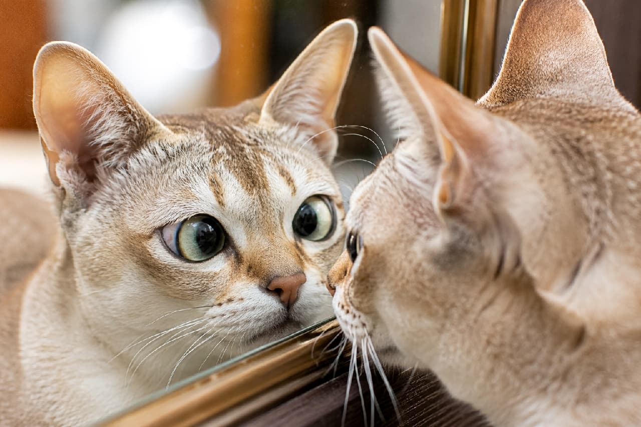 「鏡の中の自分と目が合ってびっくり👀✨ 「あなたはだぁれ?」って声が聞こえてきそうなおとぼけ顔がたまりません🐾 #シンガプーラ #寄り目」Ultra-realistic high-quality photograph of an adult Singapura cat looking curiously into a mirror, crossing its big green eyes. The smooth fawn coat and large ears are captured in stunning detail. 鏡に映る自分の顔を不思議そうに見つめ、見事な寄り目になっている成猫のシンガプーラ。大きな耳と美しいアーモンド型のグリーンの瞳、滑らかなフォーンカラーの被毛が克明に描写された、ユーモラスで高品質な一枚