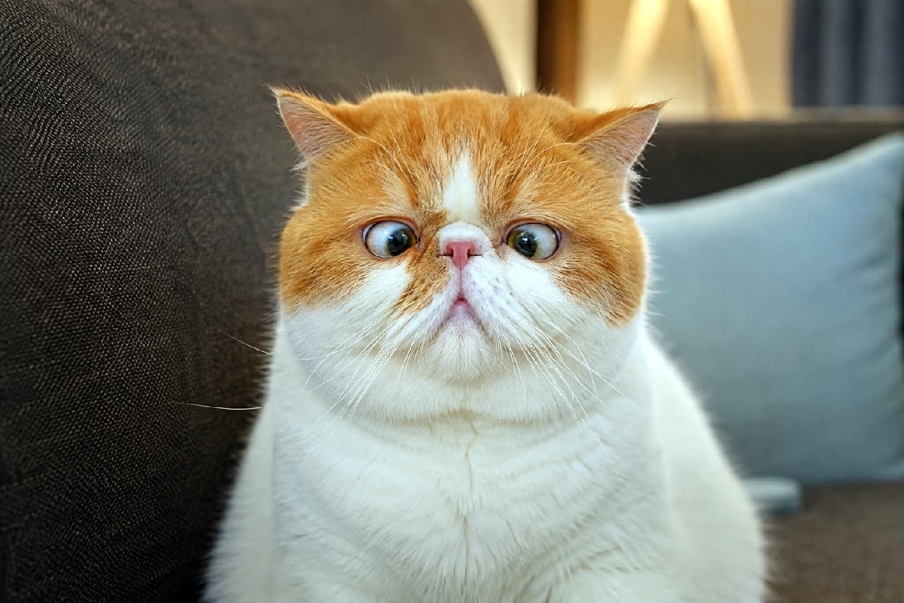 「え?今の話ほんと!?🙀 ソファの上で信じられないニュースを聞いたような究極のびっくり寄り目顔です🛋️✨ #エキゾチックショートヘア #寄り目」Ultra-realistic high-quality photograph of an Exotic Shorthair style orange and white cat sitting on a brown sofa. The cat has a deeply comical, surprised cross-eyed expression, with its flat face and fluffy chest beautifully lit by soft indoor lighting. ブラウンのソファと水色のクッションを背景に、目を丸くして強烈な寄り目を見せるエキゾチックショートヘア風の茶白猫の高画質写真。特徴的な潰れた鼻とふくよかな頬、ふわふわの白い胸毛が、室内の柔らかな照明の下で立体的に描写