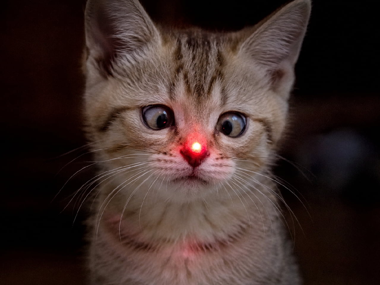 「謎の赤い光がお鼻にピタッ🔴🐾 捕まえられないもどかしさと寄り目のコンボに思わず笑っちゃいますね😸 #レーザーポインター #寄り目」Ultra-realistic high-quality close-up photograph of a tabby kitten in a dark room, looking cross-eyed in surprise at a glowing red laser pointer dot on its nose. The dramatic lighting highlights the kitten's detailed striped fur and pink nose. 暗い部屋の中で、自分の鼻先に当たったレーザーポインターの赤い光のドットを驚いたような寄り目で見つめるキジトラ子猫の高画質接写写真。暗闇に浮かび上がる緻密な縞模様の被毛と、光に照らされたピンク色の鼻周りが劇的に表現されています