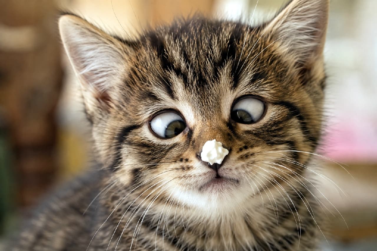 「お鼻についたクリーム、どうやって舐めようか考え中?🐾 寄り目のお顔が愛おしすぎますよね🍮💕 #キジトラ #寄り目」Ultra-realistic high-quality close-up photograph of a brown tabby kitten intensely staring with crossed eyes at a dollop of whipped cream on its nose. The detailed fur texture and whiskers are captured beautifully in warm lighting. 鼻の頭にちょこんと乗った白いホイップクリームを、真剣な寄り目で見つめるキジトラの子猫のアップ写真。一本一本のヒゲや緻密な被毛の模様、真ん丸な瞳の質感が驚くほど鮮明に描写された、温かみのある高画質画像