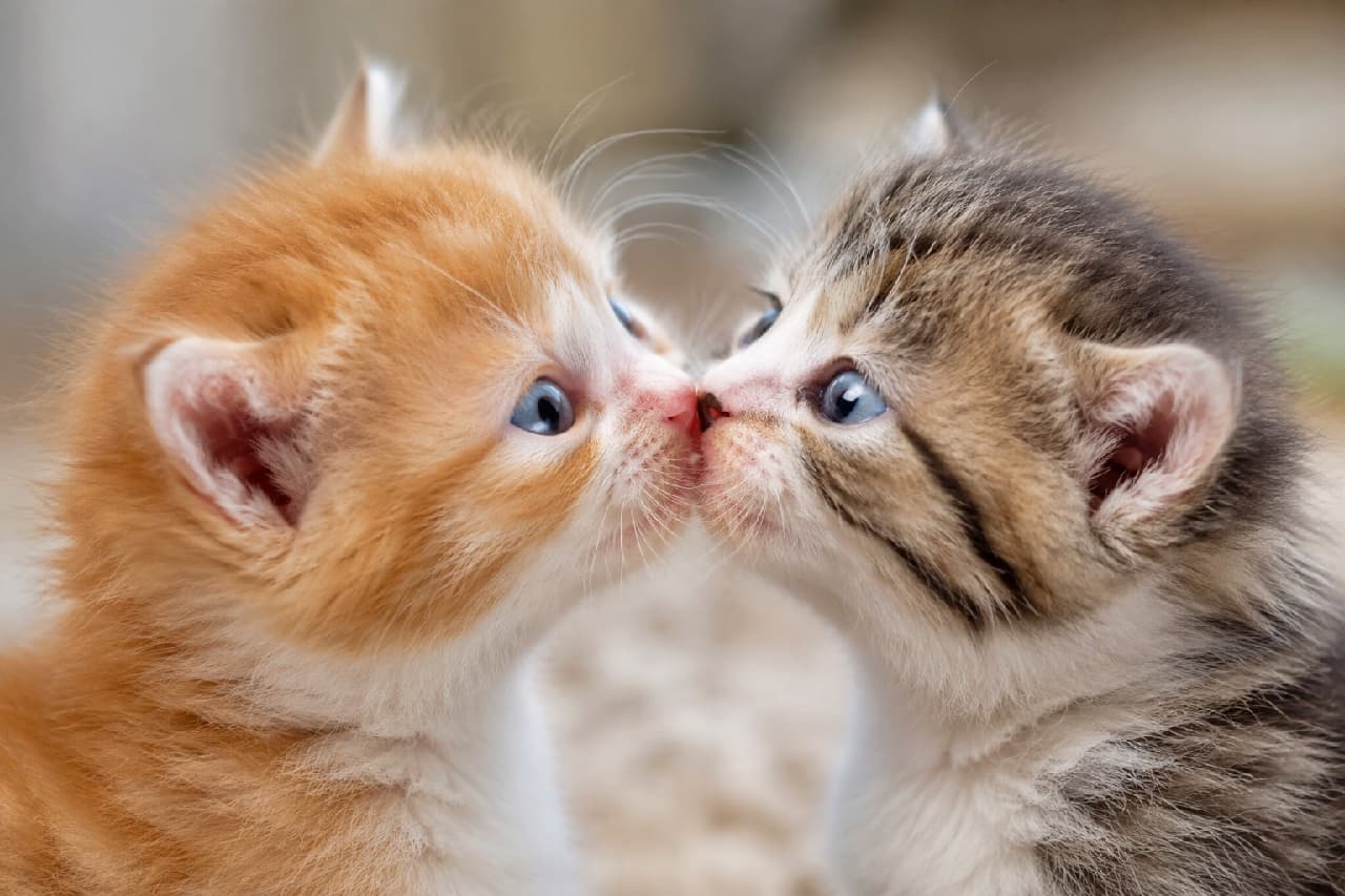 「仲良しの鼻チューが近すぎた!?😽 近距離で見つめ合ってダブル寄り目になっちゃう奇跡の瞬間です💕 #子猫 #寄り目」Ultra-realistic high-quality close-up photograph of two fluffy kittens, one orange and white, the other brown tabby and white, touching noses in greeting. Both kittens are crossing their clear blue eyes, surrounded by a soft, warm bokeh background. 柔らかな背景の中、至近距離で鼻と鼻をくっつけて挨拶(鼻チュー)をしている茶白とキジ白の2匹の子猫の高画質写真。お互いを見つめすぎて両方とも寄り目になってしまった澄んだブルーの瞳と、ふわふわの産毛が繊細に描写されています