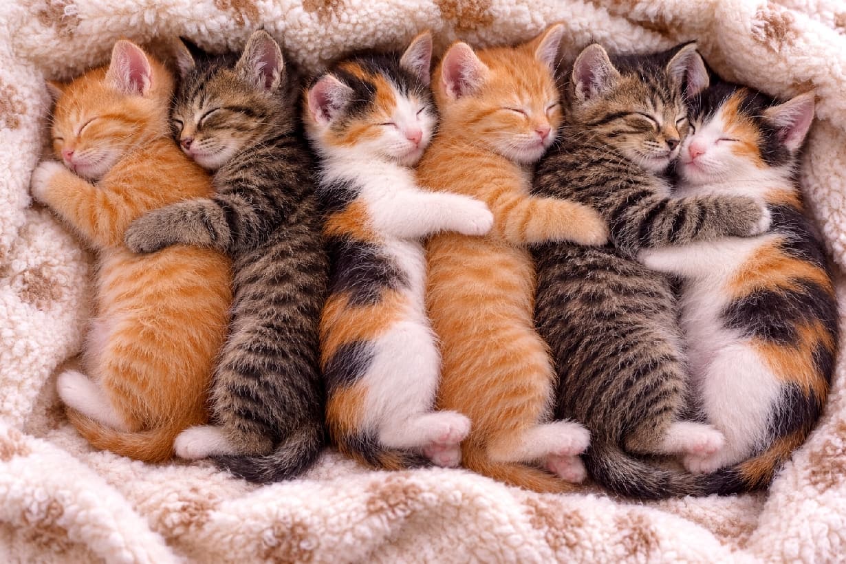 「茶トラ、キジトラ、三毛猫がぎゅっとくっついてお昼寝中💤 みんなで抱きつく姿が最高に愛おしいですね🐈💕 #スプーン抱っこ #日本猫」Ultra-realistic high-quality photograph from a top-down view showing six tiny Japanese domestic kittens sleeping tightly together in a row on a cozy, fluffy beige blanket. Spooning and hugging each other from behind, the sequence features an orange tabby, a brown tabby, and a calico kitten, repeated twice. Their peaceful sleeping faces, soft fur textures, and pink noses are beautifully captured in warm natural light. ふわふわで暖かなベージュの毛布に包まれ、6匹の日本猫の子猫が横向きに密着して眠る俯瞰写真。左から茶トラ、キジトラ、三毛猫の順に2回繰り返して並び、前の子を後ろからしっかりと抱きしめています。柔らかそうな被毛の質感や、幸せそうに閉じた瞳、ピンク色の小さな鼻や肉球が、温もりを感じる柔らかな光の中で緻密に表現されています