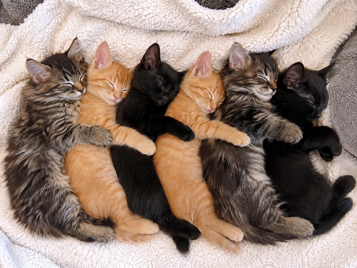 「モフモフ長毛と茶トラ&黒猫のちびっ子たちがスプーン抱っこでお昼寝中💤 みんなでギュッとくっつく姿が最高ですね🐾💖 #スプーン抱っこ #ちびっ子猫」Ultra-realistic high-quality photograph from a top-down view showing six tiny kittens sleeping tightly together in a spooning position on a cozy fluffy white blanket. The diverse group includes fluffy Maine Coon kittens, short-haired orange tabbies, and solid black kittens, each gently hugging the one in front. Their peacefully closed eyes, varied soft fur textures, and relaxed poses are beautifully captured in warm natural light. ふかふかの白い毛布の上で、6匹の小さな子猫がスプーン型に密着して眠る高画質な俯瞰写真。長毛で飾り毛が美しいメインクーン、短毛の茶トラ、艶やかな黒猫が連なり、短い前足で前の子をしっかり抱きしめています。安心しきって閉じた瞳や、それぞれの被毛の豊かな質感の違いが、温かな自然光に包まれて立体的かつ詳細に描写されています