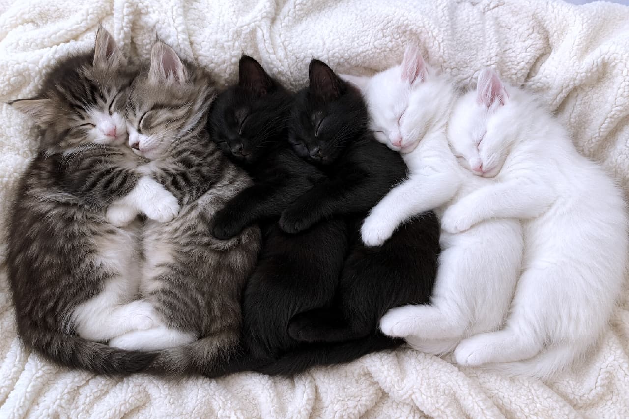 「長毛のノルウェージャン、ツヤツヤ黒猫、ふわふわ白猫が連なる奇跡の6匹!お手てギュッの寝顔が最高😆🐾 #スプーン抱っこ #ちびっ子猫」Ultra-realistic high-quality photograph from a top-down view showing six tiny kittens sleeping tightly together in a row, in a perfect spooning and hugging position from behind. Resting on a cozy, fluffy off-white blanket, the group features two fluffy brown tabby and white Norwegian Forest Cat kittens on the left, followed by two solid black kittens in the middle, and two pure white kittens on the right. Each kitten gently holds the one in front with its tiny paws. Their peacefully closed eyes and the diverse textures and colors of their beautiful fur are captured in exquisite detail under warm natural light. 柔らかなオフホワイトのふかふか毛布の上で、6匹の小さな子猫が一列に並び、後ろから抱きつくスプーンの形でぴったりと密着して眠る高画質な俯瞰写真。左から、豊かな飾り毛を持つキジトラ白のノルウェージャンフォレストキャット2匹、艶やかな被毛の黒猫2匹、そして純白の毛並みが美しい白猫2匹の順に連なっています。それぞれが前の子へ短い前足を回して力強く抱きしめ、安心しきってスヤスヤと目を閉じています。6匹が織りなす毛色の美しいグラデーションとモフモフとした被毛のボリューム感が、温かな自然光の中で立体的かつ緻密に描写されています