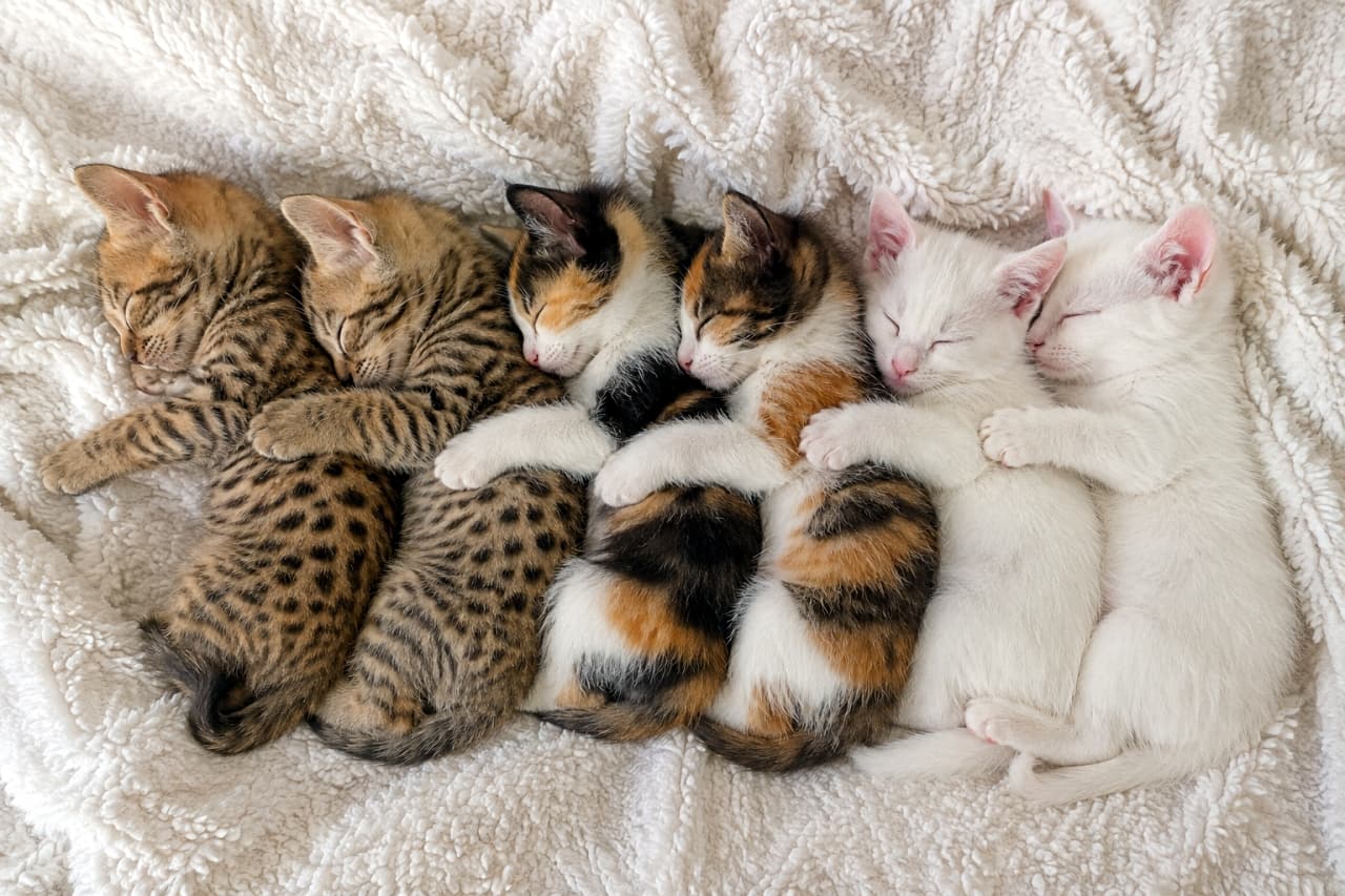 「スポット模様のサバンナ、三毛猫、白猫のちびっ子が綺麗に整列!みんなでくっついて眠る姿は最高です😆🐾 #スプーン抱っこ #ちびっ子猫」Ultra-realistic high-quality photograph from a top-down view showing six tiny kittens sleeping tightly together in a row, hugging each other from behind. Resting on a cozy off-white blanket, the group features two spotted Savannah kittens on the left, followed by two vibrant calico kittens in the middle, and two pure white kittens on the right. Their peacefully closed eyes, embracing front legs, and the striking color gradient of their soft fur are exquisitely captured under warm natural light. 柔らかなオフホワイトのふかふか毛布の上で、6匹の小さな子猫が一列に並び後ろから抱きつく形で密着して眠る高画質な俯瞰写真。左から野生的なスポット模様が美しいサバンナキャット2匹、黒・茶・白の柄が鮮やかな三毛猫2匹、そして純白の被毛を持つ白猫2匹の順に連なっています。安らかに瞳を閉じて深く眠る中、それぞれが前の子の背中へ前肢を回してしっかりと抱え込む穏やかな表情や、異なる毛色の美しいグラデーションが、温かい自然光の中で立体的かつ緻密に描写されています