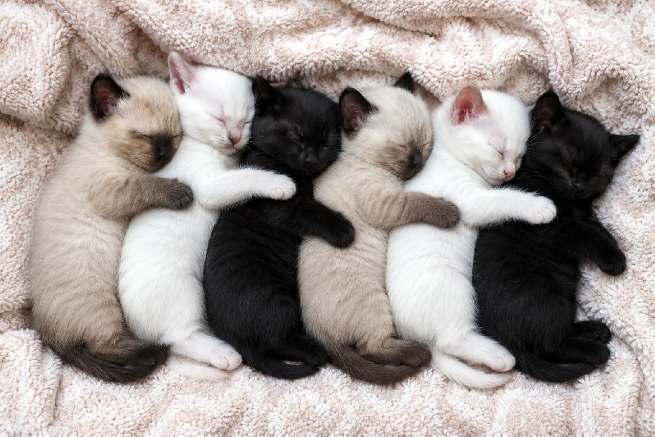 「シャム、白猫、黒猫のちびっ子たちがぎゅっと抱き合って夢の中💤 みんなでおててを回す姿に癒やされますね🐾✨ #スプーン抱っこ #ちびっ子猫」Ultra-realistic high-quality photograph from a top-down view showing six tiny kittens sleeping tightly together in a row on a cozy, off-white fluffy blanket. Spooning and hugging each other from behind, the sequence features a colorpoint Siamese, a solid white kitten, and a solid black kitten, repeated twice. Their peaceful sleeping faces, soft fur textures, and delicate color points are beautifully captured in warm natural light. 柔らかなオフホワイトの毛布の上で、6匹の小さな子猫がスプーン型に密着して眠る高画質な俯瞰写真。左からポイントカラーのシャム猫、純白の白猫、艶やかな黒猫の順に2回繰り返して並び、それぞれが前の子を後ろから短い前足で抱きしめています。安らかな寝顔やフワフワの被毛の質感、耳や鼻先の美しいグラデーションが、温かみのある自然光に包まれてリアルに描写されています