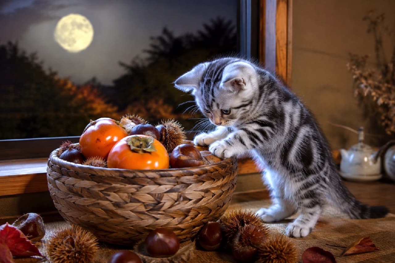 「これは何にゃ?🌰🌕秋の味覚に興味津々なアメショちゃん!お月見より食欲の秋が勝っちゃうね🐾🍁 #ブリティッシュショートヘア #お月見」Ultra-realistic high-quality photograph of a curious silver classic tabby American Shorthair kitten standing on its hind legs, reaching into a woven basket filled with persimmons and chestnuts by a window. The warm indoor lighting highlights its coat, with a bright full moon shining in the night sky outside. 窓の外に満月が浮かぶ夜、秋の味覚が詰まった籠に興味津々で前足を乗せるアメリカンショートヘアの子猫。シルバークラシックタビーの美しい縞模様が温かい室内の光に照らされ、色鮮やかな柿やイガグリを見つめる真剣な横顔が秋の訪れを感じさせる情景