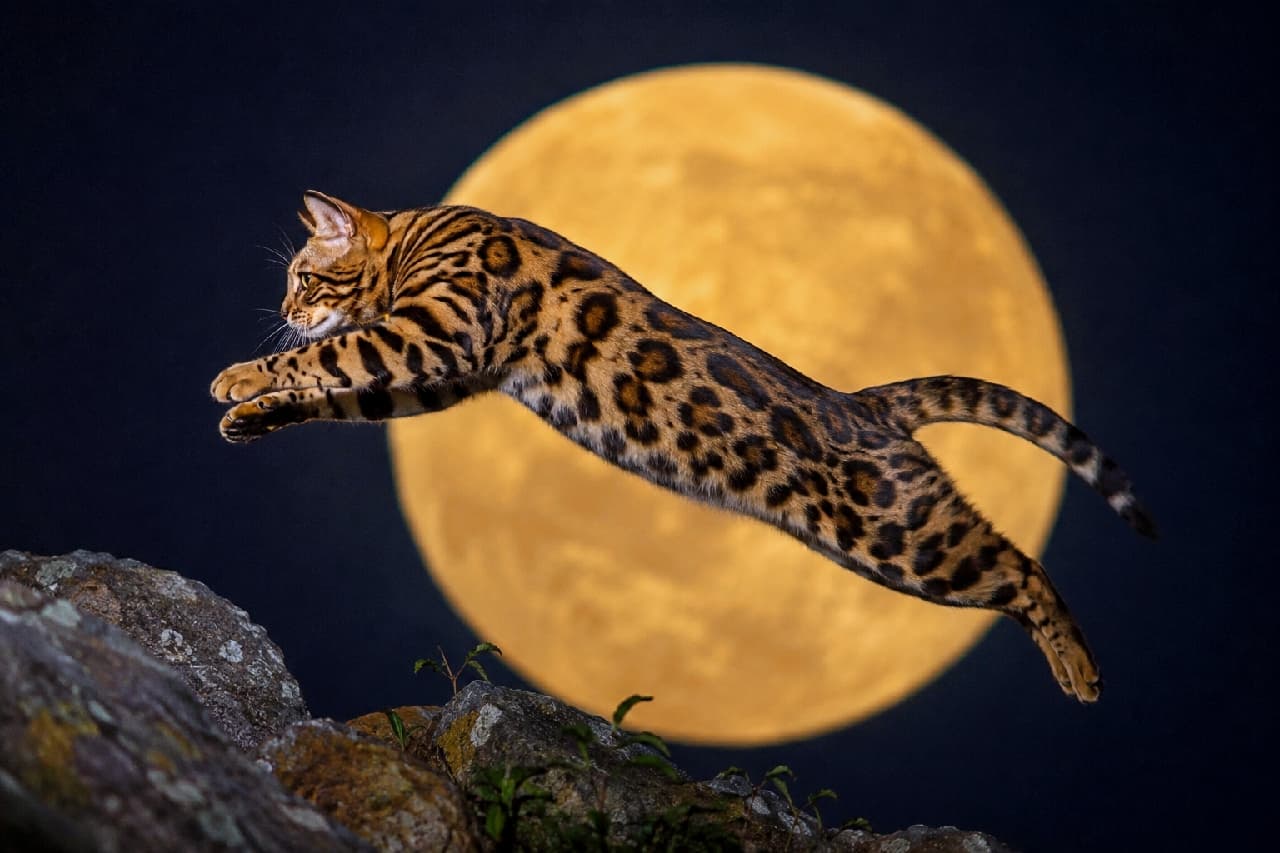「夜空を駆ける美しいジャンプ!🌕🐆黄金のお月様をバックに躍動する姿が最高にクールでかっこいい✨ #ベンガル #月光」Ultra-realistic high-quality photograph capturing the dynamic moment of a Bengal cat leaping through the air from a rocky edge against a massive, glowing golden full moon. The moonlight highlights its stunning leopard rosettes and sleek, muscular body, showcasing raw wild beauty and overwhelming vitality. 巨大に輝く黄金色の満月を背景に、岩場から空中へ勢いよく飛び出すベンガル猫のダイナミックな瞬間。月光に浮かび上がる美しいヒョウ柄(ロゼット)としなやかに伸びた筋肉質なボディラインが、野生の美しさと圧倒的な生命力を表現しています