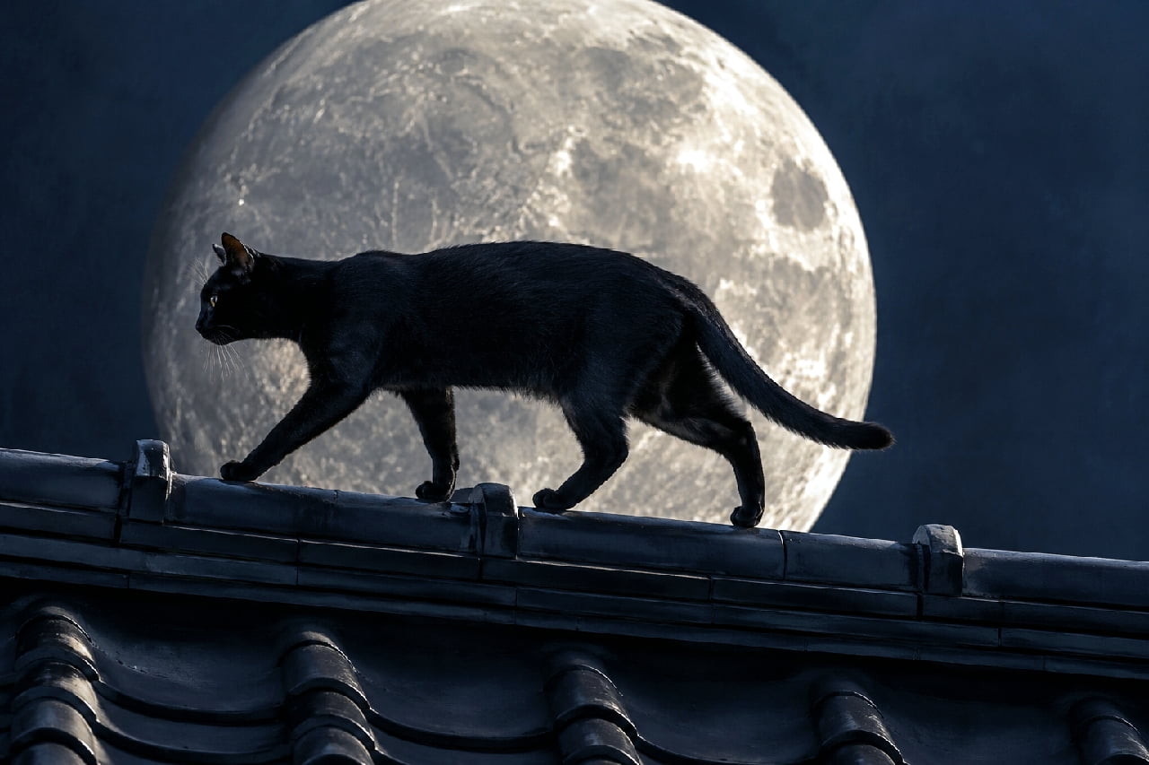 「夜のパトロールへ出発🐈⬛🌕大きなお月様をバックに屋根を歩く姿は、最高にクールでミステリアス✨ #黒猫 #月光」Ultra-realistic high-quality photograph featuring the striking silhouette of a black cat walking across a traditional tiled roof against a giant, highly detailed full moon. The moonlight outlines its sleek muscular body, while a piercing yellow eye glows in the dark, creating a mystical and stylish atmosphere perfect for autumn or Halloween themes. 巨大でクレーターのディテールまでくっきりと見える満月を背景に、日本の伝統的な瓦屋根の上を歩く黒猫のシルエット。月明かりに照らされて浮かび上がるしなやかな筋肉のラインと、闇夜に光る鋭い黄色の瞳が、ハロウィンの時期にも似合う神秘的でスタイリッシュな雰囲気を醸し出しています