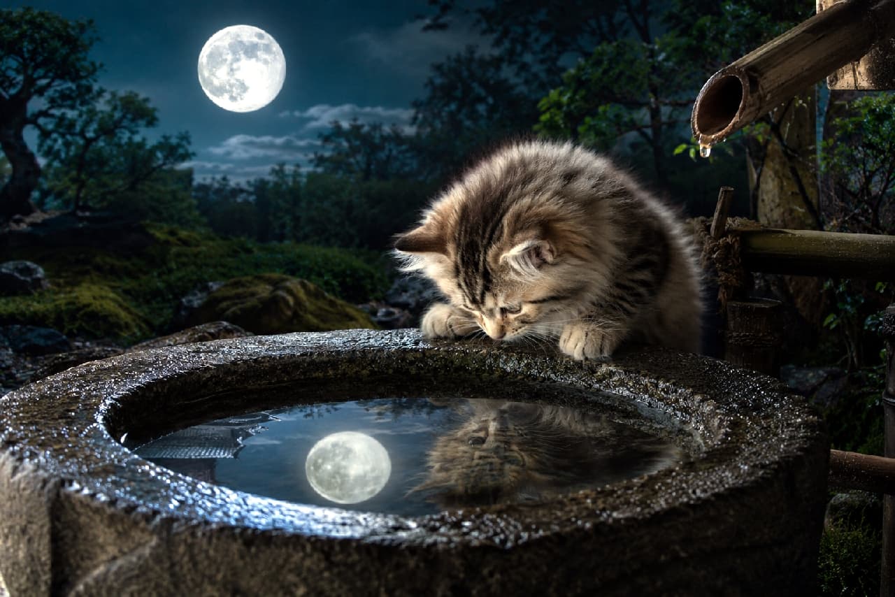 「水面に映るお月様に興味津々🌕🐾神秘的な夜の日本庭園で、子猫が見つけた小さな秋の魔法にドキドキ✨ #サイベリアン #月光」A magical ultra-realistic high-quality photograph of a fluffy Siberian kitten leaning over a traditional Japanese stone water basin. The kitten is staring intently at the clear reflection of the full moon on the calm surface of the water. Set in a dark, atmospheric garden with highly detailed moonlight reflection. 暗く神秘的な夜の日本庭園で、伝統的な石造りの水鉢に身を乗り出して水面を覗き込むサイベリアンの子猫。ふかふかの豊かなキジトラ被毛が青白い月光に美しく照らされています。竹の筧(かけひ)から水が滴る静寂の中、穏やかな水面には夜空の満月と子猫自身の顔がくっきりと反射し、秋の夜の魔法のような情景を描き出しています
