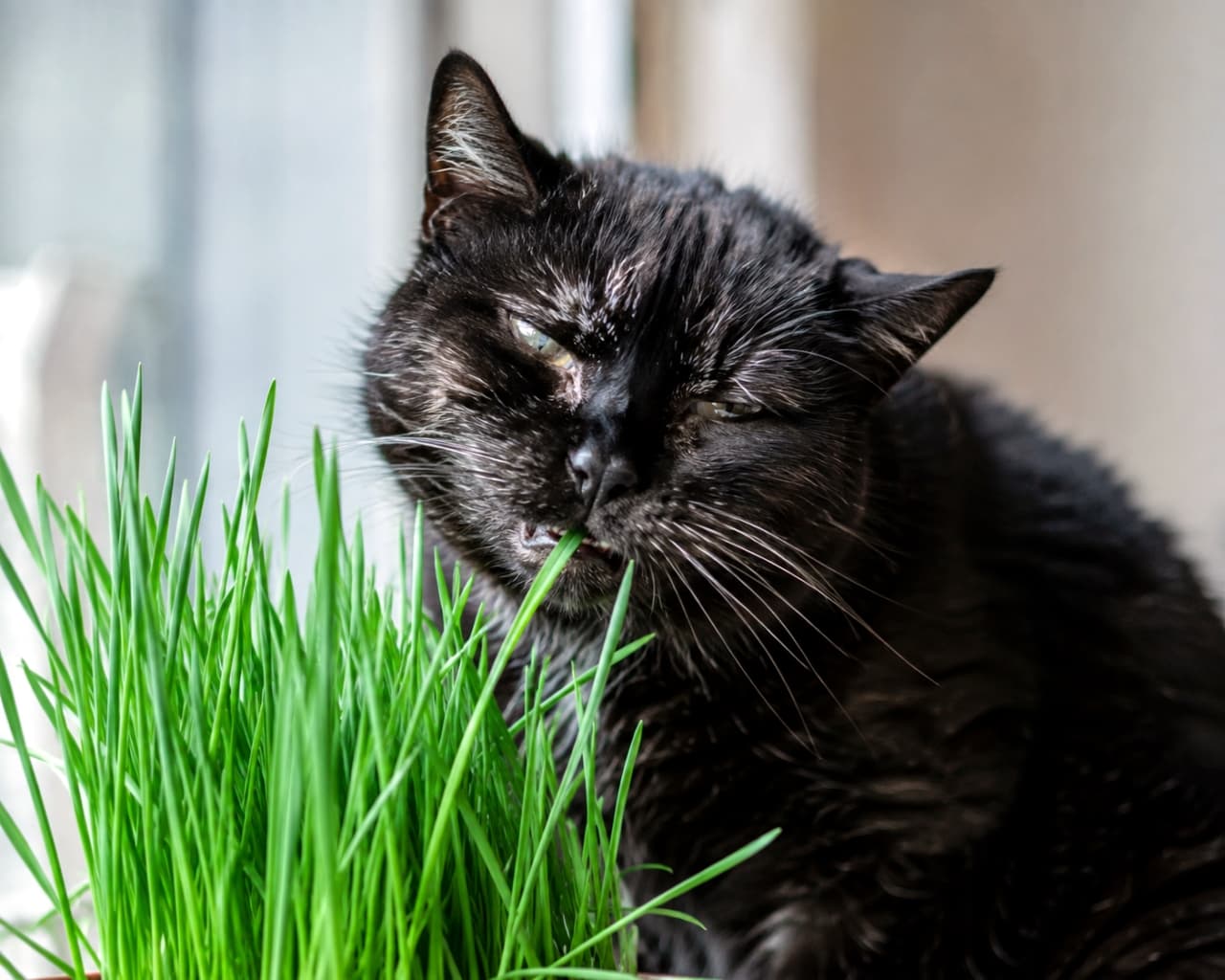 「新鮮なサラダバーを満喫中🌿✨シャキシャキと猫草を味わう黒猫さんの、ちょっとワイルドなお顔に注目🐈⬛ #黒猫 #咀嚼」Ultra-realistic high-quality photograph of a glossy black cat with narrowed eyes, intensely chewing on bright green cat grass by a bright window, capturing a wild and instinctual moment with a blade of grass poking out of its mouth. 明るい窓際で、艶やかな黒毛のミックス猫が目を細めて鋭い視線を向けながら、鮮やかな緑色の猫草を無心にシャキシャキと咀嚼している様子。口元から覗く一本の草と歯が、野生の本能を感じさせるリアルな瞬間を捉えています