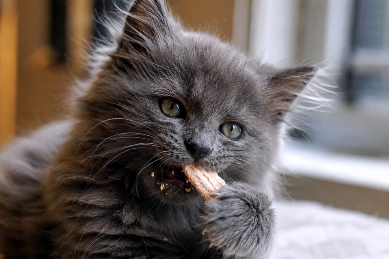 「ぜったいに離さないにゃ🐾両手でおやつをギュッと掴んで、ちっちゃなお口で一生懸命もぐもぐする姿に悶絶💖 #ネベロング #咀嚼」Ultra-realistic high-quality close-up photograph of a fluffy Nebelung kitten holding a piece of freeze-dried chicken firmly with both paws, chewing it intently with a serious expression and bright eyes, dropping small crumbs. 室内で、美しいブルー(灰色)のふかふかした被毛を持つネベロングの子猫が、真剣な眼差しでフリーズドライの鶏肉を両前足でしっかりと掴み、小さな口で無心に噛みちぎりながら食べかすを落とす愛らしいクローズアップ