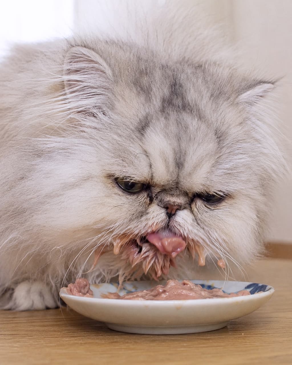 「お口の周りが大変なことに😂🍽️夢中でペーストごはんを頬張るペルシャさん、食いしん坊全開で可愛すぎます💕 #ペルシャ #咀嚼」Ultra-realistic high-quality photograph of a beautiful silver long-haired Persian cat eating paste-like wet food from a small Japanese-style plate on a bright wooden floor, with its long facial fur adorably messy and covered in food as it licks its lips. 明るいフローリングの床で、美しいシルバー系の長毛を持つペルシャ猫が、和風の小皿に乗ったペースト状のごはんを無心で舐めとる様子。口周りの豊かな長い被毛がフードでドロドロに汚れ、ペロリと出した舌が愛嬌たっぷりな日常の一コマ