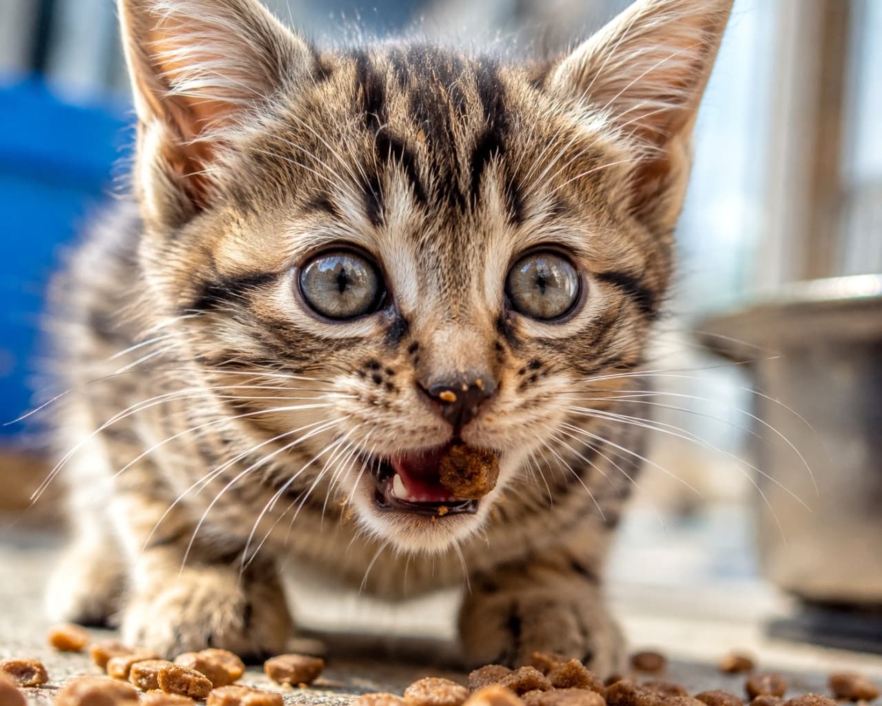「お口の周り、ついてるよ😂✨カリカリに夢中すぎるキジトラ子猫の、わんぱく全開なもぐもぐタイム🍽️ #子猫 #咀嚼」Ultra-realistic high-quality, low-angle photograph of a tabby kitten with bright, large eyes outdoors, enthusiastically chewing dry cat food scattered on the ground, with crumbs visibly clinging to its wide-open mouth. 陽光が差し込む屋外で、大きな瞳を輝かせた額にM字模様のあるキジトラの子猫が、地面に散らばったドライフードを大口を開けて夢中で頬張る大迫力のローアングル写真。口元には食べかすが付き、無心に咀嚼するダイナミックな瞬間
