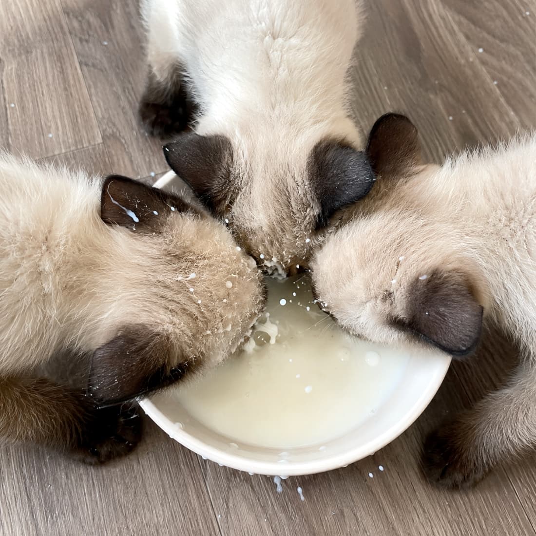 「みんなで飲めばもっと美味しいね🍼💕お顔も頭もミルクまみれになりながら、無心で飲む姿が最高すぎます🐈 #シャム #咀嚼」Ultra-realistic high-quality, top-down photograph of three Siamese-type kittens with pointed colors clustered around a white bowl on a wooden floor, drinking milk so eagerly that white splashes cover their faces, ears, and heads. 木目調の床に置かれた白いお皿に、ポインテッドカラーが特徴的な3匹のシャム系子猫が頭を寄せ合い、勢いよくミルクを飲んでいる俯瞰写真。夢中になるあまり、顔やふわふわの耳、後頭部にまで白いミルクの飛沫がたくさん飛び散っています