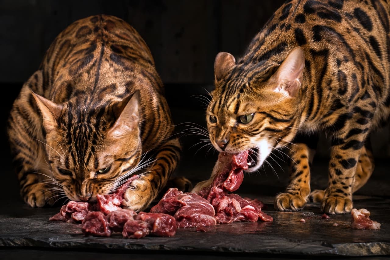 「野生の本能むき出し🔥美しいヒョウ柄のベンガルたちによる、ワイルドすぎるお食事風景に圧倒されます🥩🐾 #ベンガル #咀嚼」Ultra-realistic high-quality photograph of two Bengal cats with striking rosette patterns, intensely tearing into fresh raw red meat on a stone slab under dark, dramatic lighting, highlighting their fierce eyes and wild instincts. 暗くドラマチックな照明の下、美しいロゼット模様を持つ2匹のベンガル猫が石板の上で新鮮な赤い生肉を無心に食いちぎっている様子。鋭い眼差しと力強い顎の動きが、彼らの内に秘められた野性の本能を強烈に引き出した緊張感のある写真