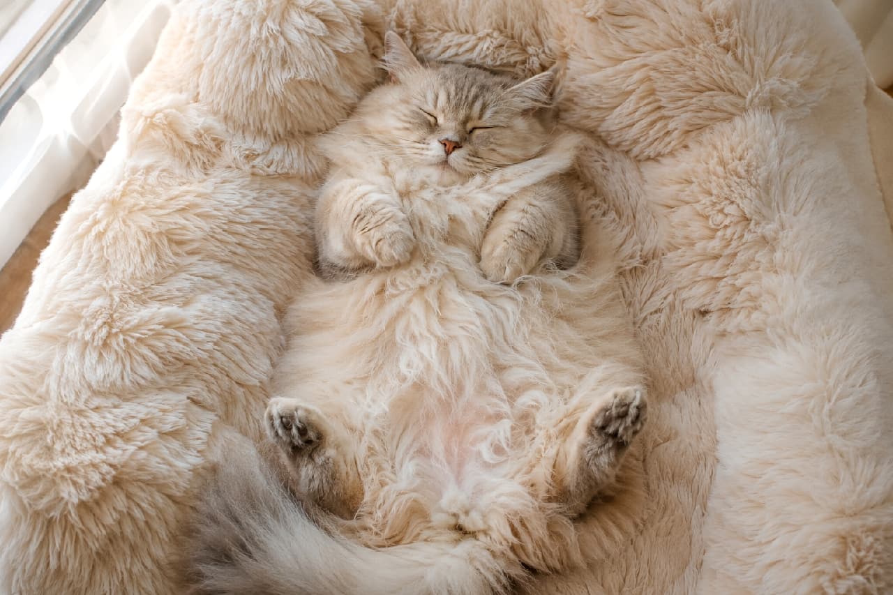 「無防備すぎるへそ天ポーズでお昼寝中💤🐾 一緒に添い寝したくなる究極の癒しタイムですね☀️ #ミヌエット #へそ天」Ultra-realistic high-quality photograph of a cream-colored Minuet cat fast asleep on its back in a fluffy shaggy pet bed. The image conveys pure bliss through its exposed fluffy belly, neatly curled front paws, and defenseless sleeping face. Soft natural light streaming from the window gently envelops the entire scene. ふかふかのシャギー素材のペットベッドに埋もれるようにして、見事な「へそ天」ポーズで熟睡しているクリーム色のミヌエット。もふもふの長い被毛に包まれたお腹、キュッと曲げた前足、無防備な寝顔が至福のひとときを伝えています。窓から差し込む柔らかな自然光が、全体を優しく包み込んでいます