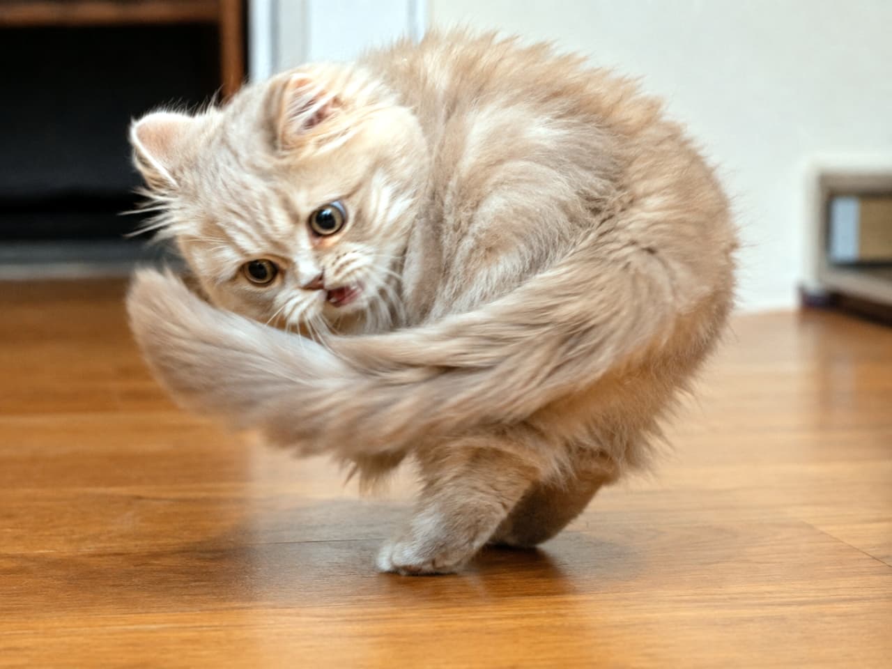 「待て待て〜！ふさふさのしっぽを追いかけて大奮闘中🌀🐾一生懸命な短いおててから目が離せませんね😆 #ミヌエット #子猫のいる風景」Ultra-realistic high-quality photograph of a cream-colored Minuet kitten in an acrobatic pose, spinning on a wooden floor to catch its own fluffy tail. Its firmly planted short legs, serious large eyes, and slightly open mouth create a humorous and dynamic scene. フローリングの床の上で、自分のふさふさな尻尾を捕まえようとぐるぐると回転し、アクロバティックなポーズをとるクリーム色のミヌエットの子猫。短い足を踏ん張り、真剣な大きな瞳と少し開いた口元がユーモラスな躍動感あふれる一枚