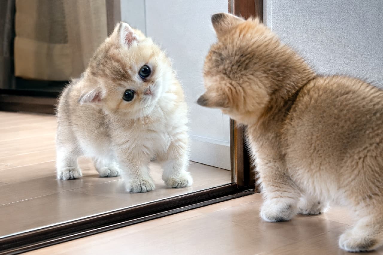 「「あたちのこと呼んだ？」と首をかしげるポーズがたまらない！🎀✨ 鏡越しのアイコンタクトに癒されます🐈 #ミヌエット #子猫のいる風景」Ultra-realistic high-quality photograph of a golden tabby Minuet kitten adorably tilting its head at its reflection in a mirror. It features soft, pale glowing fur, large round black eyes, and short, sturdy front legs. Its reflection on the bright wooden floor is beautifully captured, perfectly freezing a moment of innocent curiosity. 鏡に映る自分に向かって愛らしく首をかしげる、ゴールデンタビーのミヌエットの子猫。淡く輝く柔らかな被毛、くりくりの大きな黒い瞳、そして短くてがっしりした前足が特徴的です。明るいフローリングの床に反射する姿も美しく、好奇心旺盛で無邪気な一瞬を見事に切り取っています