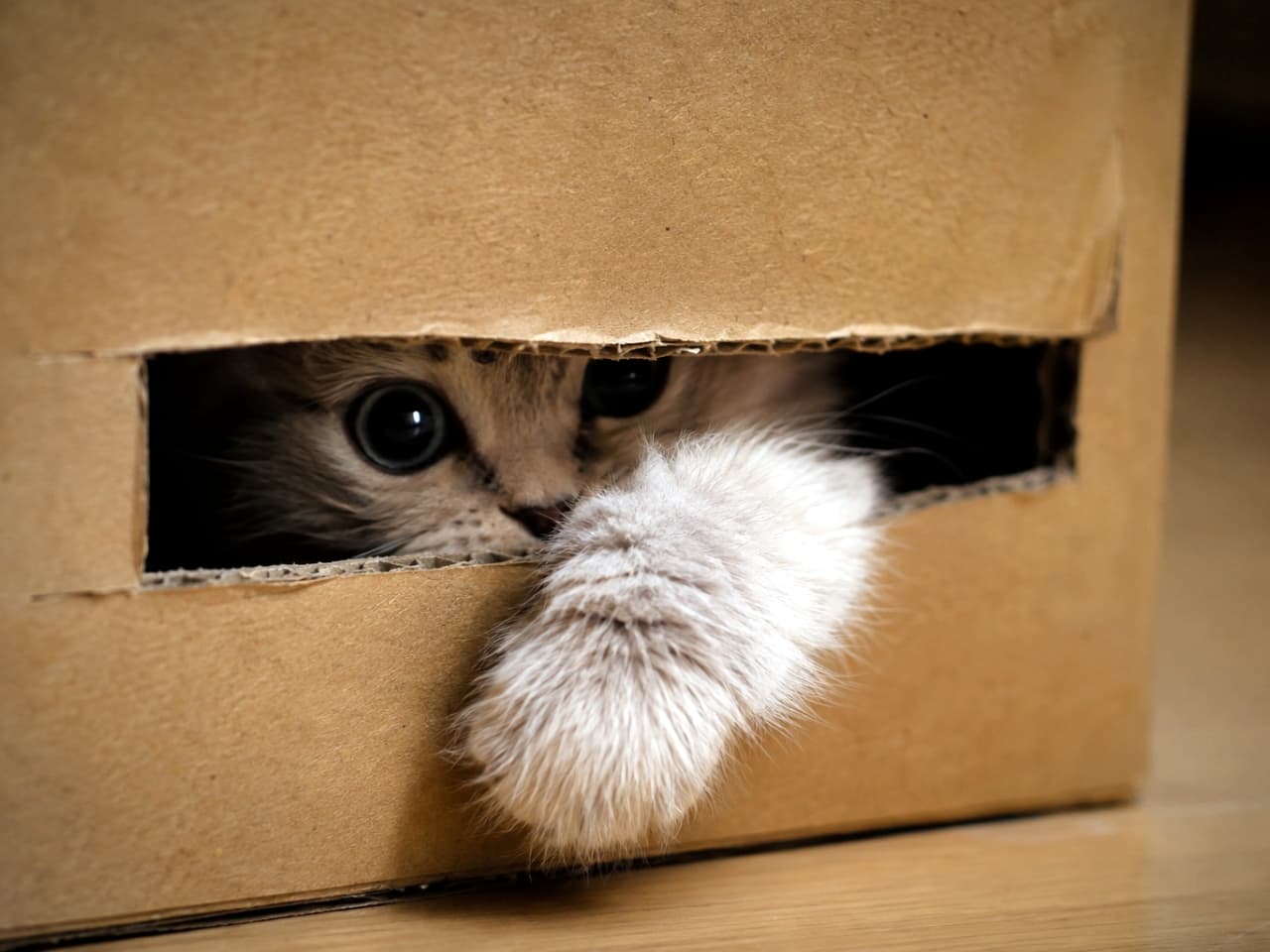「箱の中からこっそり偵察中！📦🐾短くてふわふわなおててが飛び出しているのがたまりませんね✨ #ミヌエット #子猫のいる風景」Ultra-realistic high-quality photograph of a silver tabby Minuet kitten peeking out from a narrow slit in a cardboard box, sticking out a short, fluffy front paw. Its large eyes gleam in the dark, showing a mix of curiosity and caution. 段ボール箱の細い隙間から、短くてふわふわな前足をちょこんと出し、奥の暗闇の中で大きな瞳を光らせて外の様子を伺うシルバータビーのミヌエットの子猫。好奇心と警戒心が入り交じった緊迫感のある構図