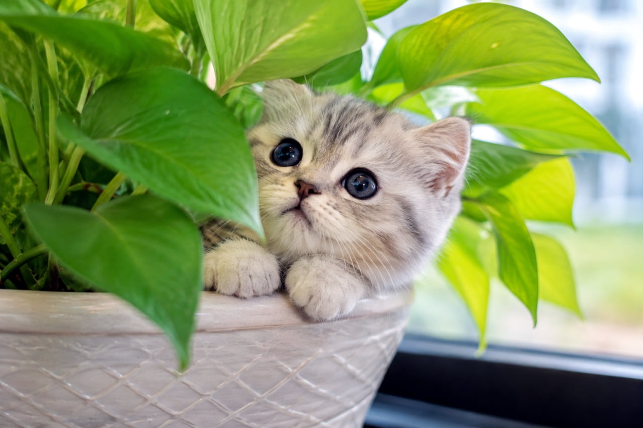 「緑のジャングルから小さな探検家が登場！🌿🐾鉢のふちに揃えられたおててと大きな瞳に心惹かれます✨ #ミヌエット #子猫のいる風景」Ultra-realistic high-quality photograph of a silver tabby Minuet kitten peeking out from between the vibrant green leaves of a pothos plant. It rests its short front paws together on the edge of a white pot, looking up with large round black eyes in bright natural indoor light. 鮮やかな緑色のポトスの葉の間から、真ん丸な大きな黒い瞳でひょっこりと顔を出しているシルバータビーのミヌエットの子猫。白い鉢の縁に短い両前足を揃えて乗せた姿が愛らしく、室内の明るい自然光が爽やか