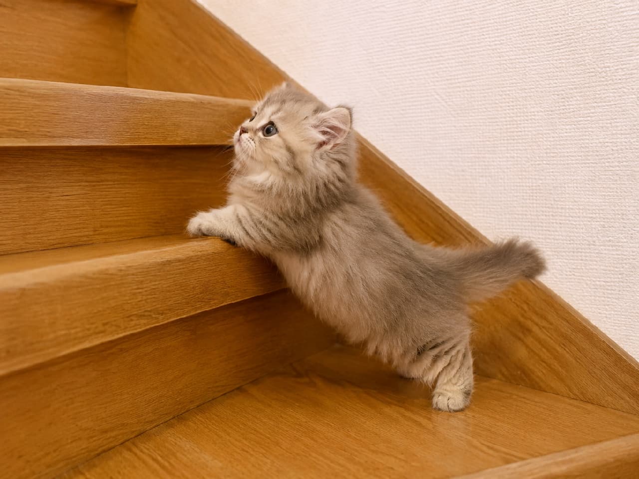 「短いおみ足でよいしょっ、よいしょっ！🐾🪵 一生懸命に階段を登る小さなチャレンジャーを応援しちゃおう📣 #ミヌエット #子猫のいる暮らし」Ultra-realistic high-quality photograph of a silver tabby Minuet kitten trying hard to climb wooden stairs, standing on its short hind legs. The image captures its front paws firmly gripping the upper step and its serious profile looking up at the goal. Its fluffy tail balancing its body adds to the charm of this everyday little adventure. 温かみのある木製の階段を、短い後ろ足で立ち上がりながら一生懸命に登ろうとしているシルバータビーのミヌエットの子猫。上の段にしっかりと掛けられた前足と、目標を見上げる真剣な横顔が捉えられています。ふさふさの尻尾でバランスを取る姿が愛らしく、日常のちょっとした冒険を感じさせる情景