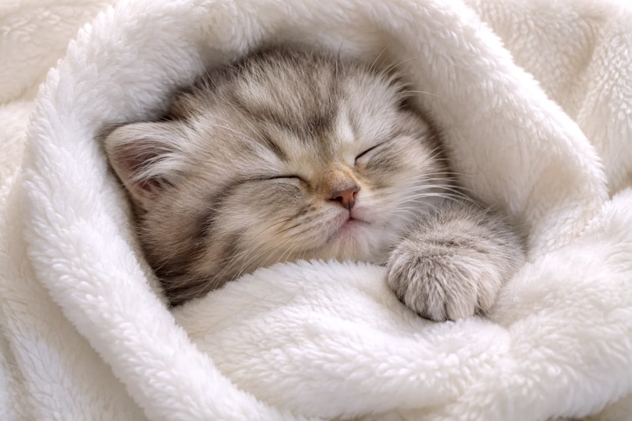 「ふわふわ毛布にくるまって夢の中へ💤🐾安心しきった寝顔を見ているだけで一日の疲れが吹き飛びますね🐈 #ミヌエット #子猫のいる風景」Ultra-realistic high-quality photograph of a silver tabby Minuet kitten sleeping soundly, completely wrapped in a fluffy white blanket. Its adorable pink nose and a short front paw peeking out from the folds highlight its defenseless innocence. 真っ白で毛足の長いふわふわの毛布にすっぽりと包まれ、目を閉じて無防備に熟睡しているシルバータビーのミヌエットの子猫。毛布の隙間からちょこんと出た短い前足と、ピンク色の小さなお鼻が愛らしさを際立たせています