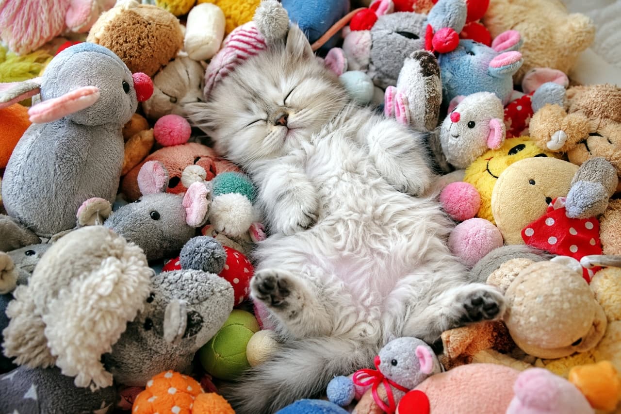 「どーこにおるか分かるかな？🧸🐾ぬいぐるみと同化して眠る無防備なお腹をモフモフしたくなりますね💕 #ミヌエット #子猫のいる風景」Ultra-realistic high-quality photograph of a long-haired Minuet kitten sleeping soundly on its back, completely buried in a mountain of colorful animal plush toys. Soft, bright light envelops this fantasy-like scene, highlighting its short paws and fluffy belly. カラフルなネズミや動物のぬいぐるみの山にすっぽりと埋もれ、無防備なへそ天ポーズで熟睡する長毛のミヌエットの子猫。短い前足とフワフワのお腹を見せ、明るく柔らかな光に包まれた夢の中のようなファンタジー空間