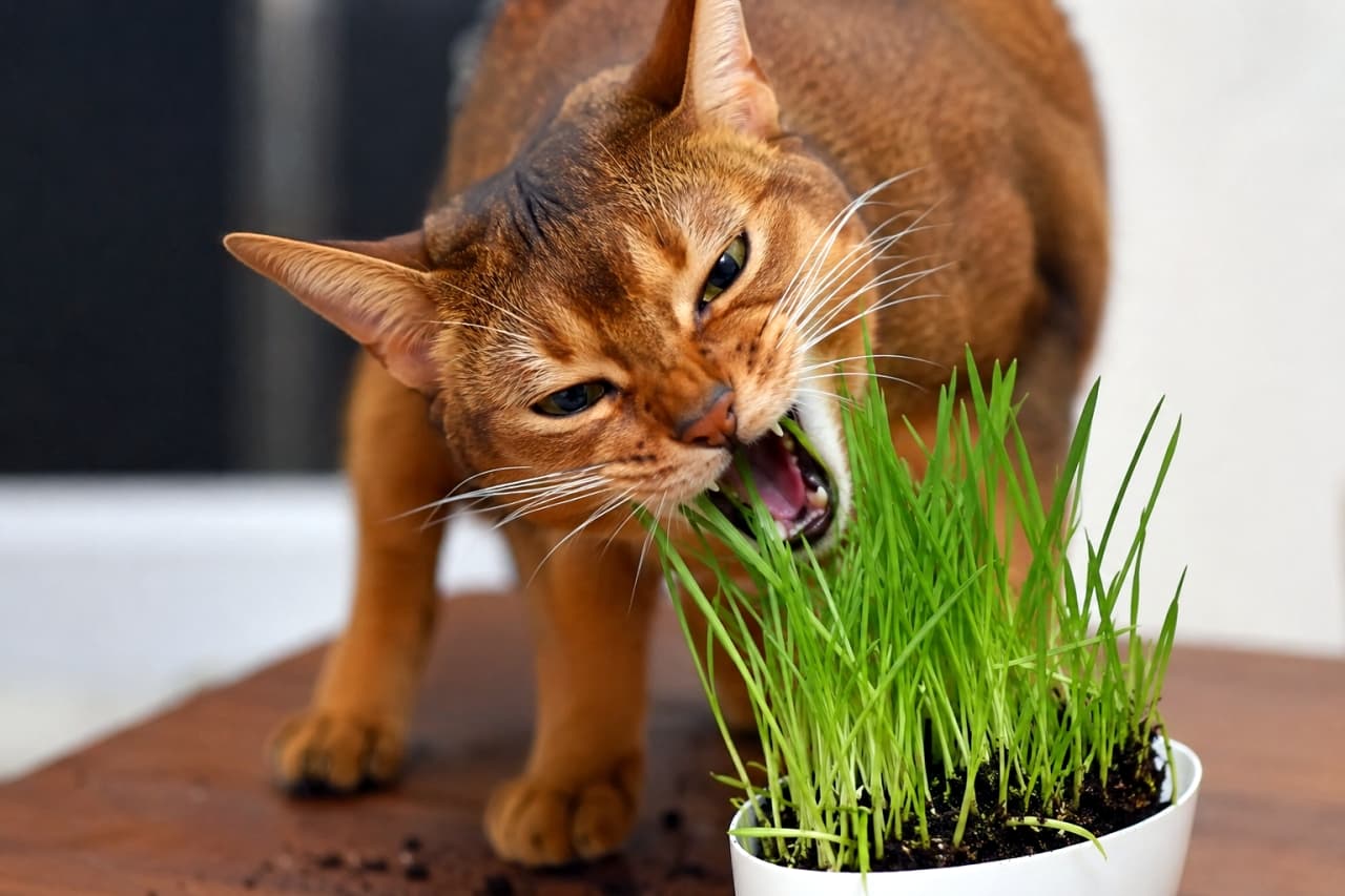 「新鮮なサラダバーに大興奮🥗✨ワイルドに猫草を頬張る姿は肉食動物のルーツを感じさせますね🐆💨 #アビシニアン #エンリッチメント #猫のいる風景」Ultra-realistic high-quality close-up photograph of an adult Abyssinian cat wildly biting and chewing on fresh green cat grass growing in a small white pot, with slightly scattered dirt on the wooden table. 白い鉢に植えられた新鮮な緑の猫草(ウィートグラス)を、目を細めてワイルドに噛みちぎるアビシニアンの成猫。美しいルディカラーの被毛と野性味あふれる表情が鮮明で、木製のテーブルにわずかに散らばった土がリアルな臨場感と食事を通じたエンリッチメントの様子を伝えています