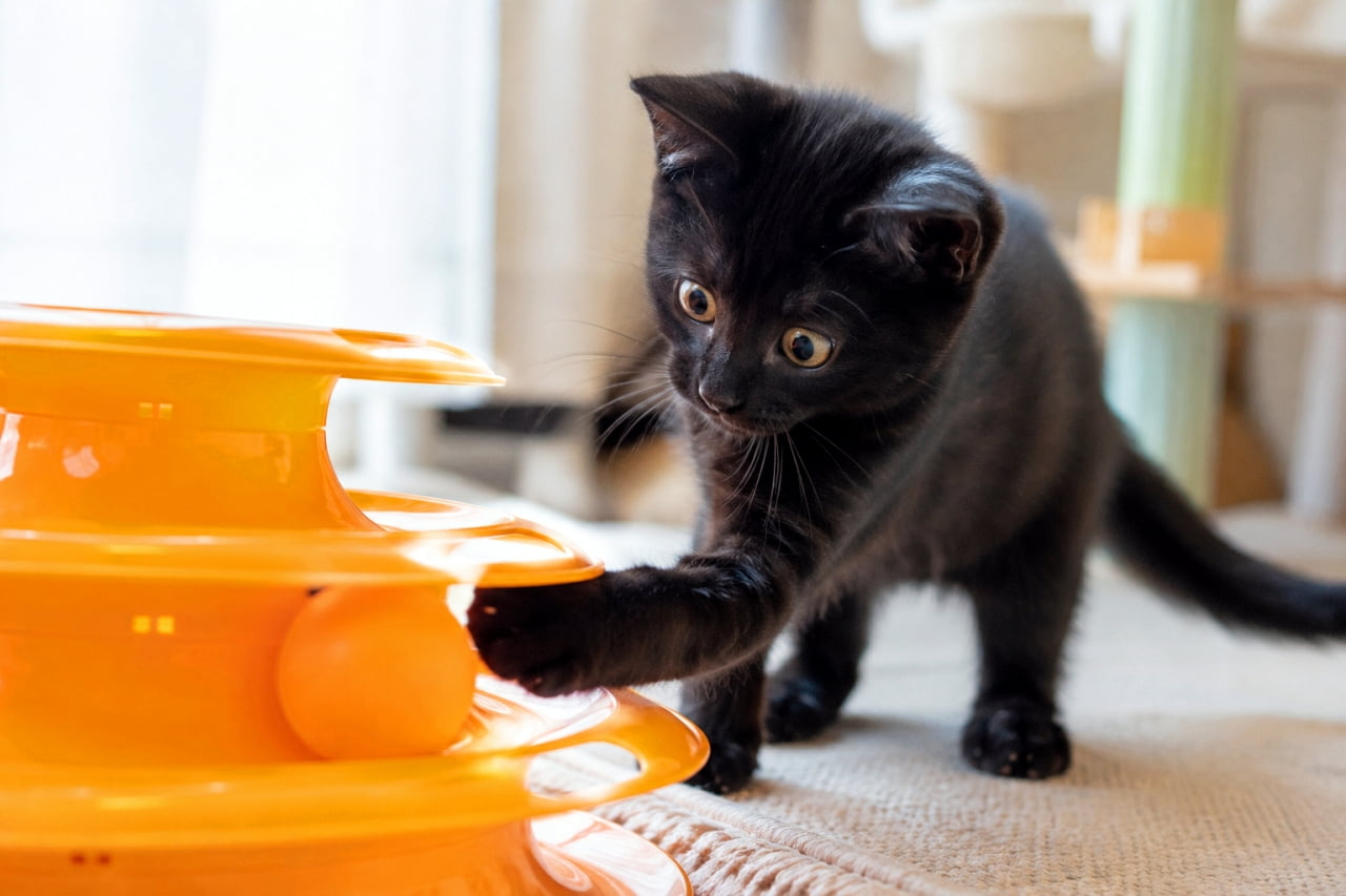 「ぐるぐるボールに夢中👀✨俊敏な猫パンチが炸裂中!遊びの時間は最高に楽しいね🐈⬛🧡 #黒猫 #エンリッチメント #子猫のいる風景」A black kitten playing with a bright orange ball tower toy in a sunlit room. Ultra-realistic high-quality photograph capturing the kitten's glossy black fur, wide amber eyes, and dynamic pose. 明るい日差しの入る部屋で、オレンジ色の3段ボールタワーで遊ぶ黒猫の子猫。艶やかな漆黒の被毛と、ボールの動きに釘付けになっている大きく丸い琥珀色の瞳が対照的です。躍動感のある前足のポーズから、猫の狩猟本能が刺激されている様子が鮮明に伝わります