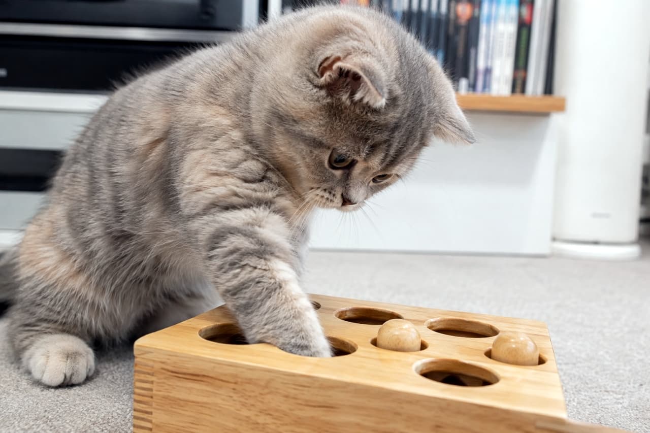 「どうやったらオヤツを取り出せるかな?🤔木製パズルに全集中で挑む賢い小さなチャレンジャーです🐾✨ #ブリティッシュショートヘア #エンリッチメント #子猫のいる風景」Ultra-realistic high-quality photograph of a eager British Shorthair kitten with a beautiful dilute calico coat, deeply focused as it reaches its paw into a hole of a wooden puzzle toy on a living room floor. 明るい室内で、丸い木のペグがついた木製の知育パズルに真剣な眼差しを向け、穴の中に前足を入れる熱心なブリティッシュショートヘアの子猫。ダイリュートキャリコ(またはブルーパッチドタビー)の淡く美しい被毛が、知的な遊びの時間を彩っています