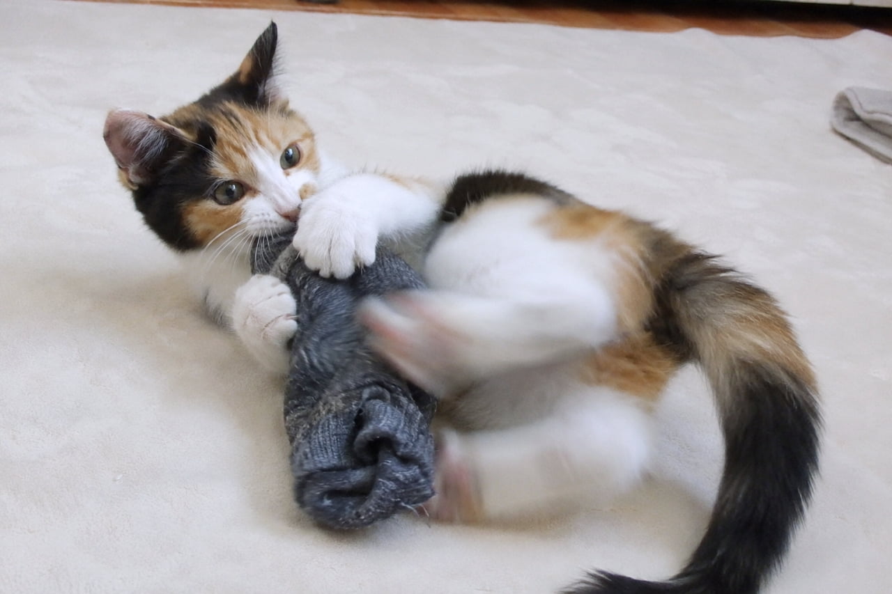 「身近な靴下が最高の獲物に大変身🧦✨全力のケリケリ攻撃でお家の中でも大興奮のハンターです🐈💨 #三毛猫 #エンリッチメント #子猫のいる風景」Ultra-realistic high-quality photograph of a calico kitten enthusiastically wrestling and bunny-kicking a rolled-up gray sock on a white carpet, capturing its bright green eyes and dynamic movement. 白いカーペットの上で、丸めたグレーの靴下を両手両足で抱え込んでケリケリとじゃれつく三毛猫の子猫。白、黒、茶の鮮やかな被毛と、くりっとしたグリーンの瞳が印象的で、躍動感あふれるブレた後ろ足から白熱した遊びの様子が伝わります