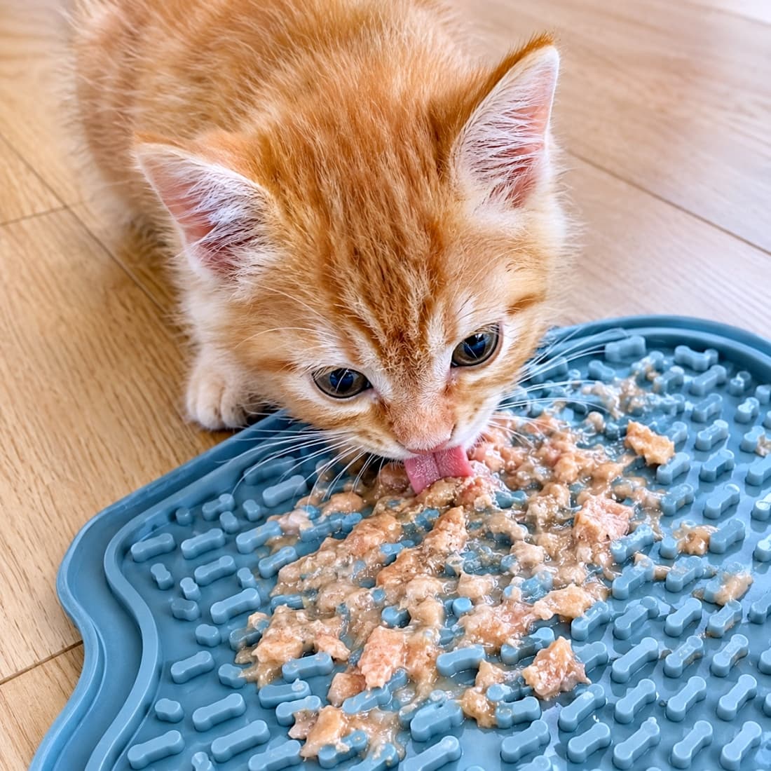 「ご飯の時間がもっと楽しくなる知育マット🍽️✨小さな舌で一生懸命なめる姿が最高に愛らしいですね💕 #茶トラ #エンリッチメント #子猫のいる風景」Ultra-realistic high-quality photograph of a ginger tabby kitten enthusiastically licking wet food from a blue silicone slow-feeder mat with bone-shaped ridges on a light wooden floor, showcasing its tiny pink tongue. 明るい木目の床で、青いシリコン製の早食い防止マット(リックマット)に塗られたウェットフードを舐めとる茶トラの子猫。骨の模様の突起を避けながら、小さなピンク色の舌を出して一生懸命に食事をする表情が鮮明に捉えられています