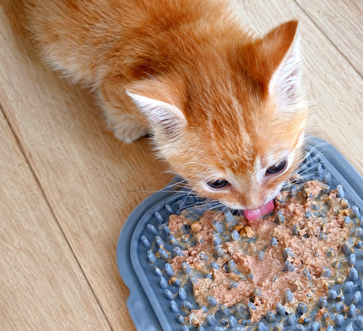 「ペーストおやつも知育マットで大満足🐾✨頭と舌を使って美味しく楽しくエネルギー発散中です🐈🍽️ #茶トラ #エンリッチメント #子猫のいる風景」Ultra-realistic high-quality photograph from a top-down perspective of a ginger kitten licking wet food from a gray textured slow-feeder mat on a wooden floor, bathed in soft natural light. 木製の床に置かれたグレーの知育フードマットから、ウェットフードを夢中で舐める茶トラの子猫の俯瞰ショット。柔らかなオレンジ色の被毛の質感と、マットの複雑な突起のディテールが、自然光の中でくっきりと鮮明に描かれています