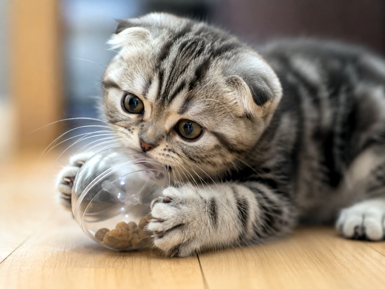 「コロコロ転がすより直接ガブッ!?🐾美味しい匂いにつられて一生懸命な姿にクスッとしますね😆 #スコティッシュフォールド #エンリッチメント #子猫のいる風景」Ultra-realistic high-quality photograph of a Scottish Fold tabby kitten enthusiastically biting and hugging a clear treat-dispensing ball on a wooden floor, showcasing its folded ears and round amber eyes. フローリングの床で、ドライフードが入った透明な知育ボールを前足で抱え込み、小さなお口で一生懸命に噛み付こうとするスコティッシュフォールドの子猫。特徴的な折れ耳とシルバータビーの美しい模様、そして真ん丸な琥珀色の瞳が至近距離でクリアに描写されています