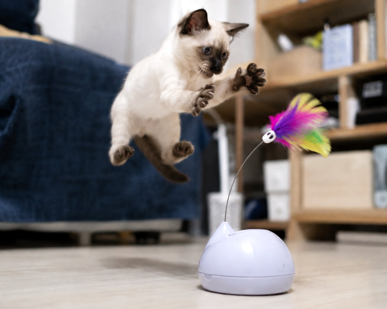「見よ、この見事な大ジャンプ🚀電動おもちゃの不規則な動きに狩猟本能がフルスロットル全開です🐈💨 #シャム猫 #エンリッチメント #子猫のいる風景」Ultra-realistic high-quality photograph of a Siamese kitten mid-air, leaping dramatically with outstretched paws to catch a colorful feather attached to an electronic toy on a living room floor. リビングの床に置かれたドーム型の電動おもちゃから不規則に動くカラフルな羽根に向かって、空高くジャンプするシャム猫の子猫。ポイントカラーの美しい被毛と、手足をいっぱいに広げて獲物をロックオンするブルーの瞳が、驚異的な身体能力を見事に表現