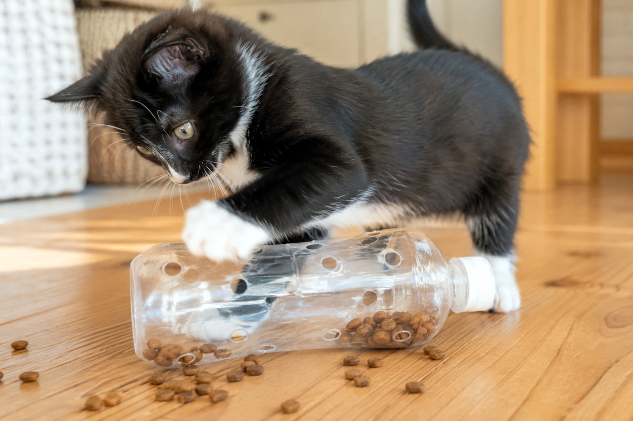 「コロコロ転がしてオヤツを取り出せ🐾手作りボトルおもちゃで頭の体操もバッチリですね🧠✨ #黒白タキシード #エンリッチメント #子猫のいる風景」A tuxedo kitten rolling a homemade puzzle toy made from a plastic bottle with holes to get dry treats. Ultra-realistic high-quality photograph showing the kitten's focused side profile and playful paws on a wooden floor. フローリングの床で、穴を開けた空のペットボトルにドライフードを入れた手作りおもちゃを転がす黒白タキシードの子猫。こぼれ落ちたフードを見つめる真剣な横顔と、ボトルを押さえる白い前足がキュート。光が差し込む明るい室内が日常の楽しさを演出しています
