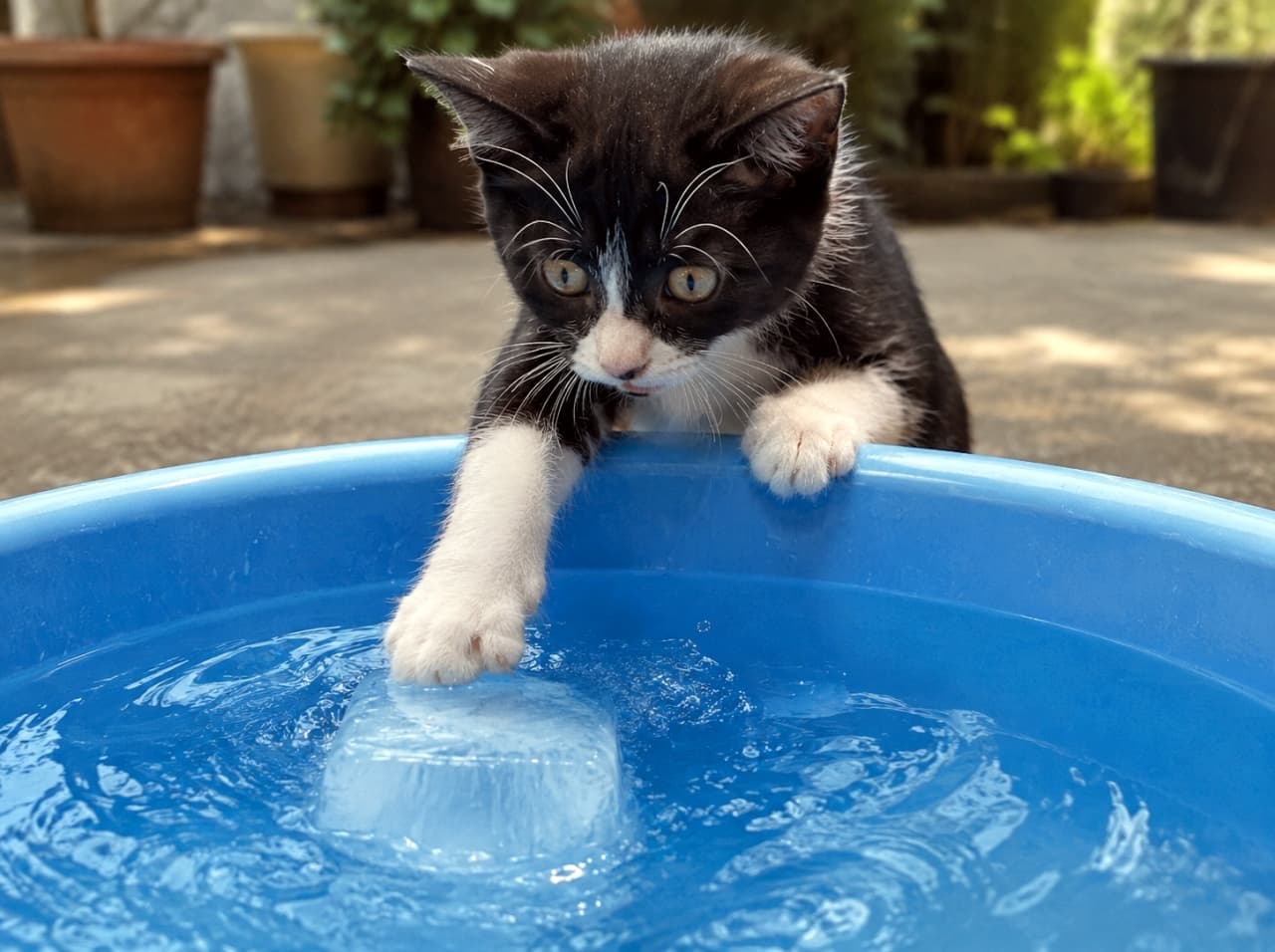 「初めての氷に興味津々👀🧊冷たいお水にちょいちょいする白いお手てがたまりませんね🐾💦 #黒白タキシード猫 #エンリッチメント #子猫のいる風景」Ultra-realistic high-quality photograph of a curious tuxedo kitten gently touching a large floating ice cube in a blue water basin outdoors, featuring wide eyes and clear water ripples in bright sunlight. 太陽の光が降り注ぐ屋外で、青いタライに張られた水に浮かぶ大きな氷の塊に、そっと白い前足で触れるハチワレ(黒白タキシード)の子猫。まん丸に開かれた好奇心いっぱいの瞳と、水面に立つ波紋が、涼しげな情景を作り出しています