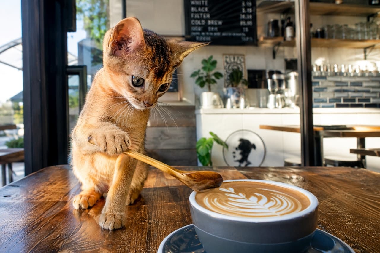 「ラテアート職人の見習い中かな?☕️🐾 真剣な瞳でスプーンを握るアビシニアンちゃんがたまらなく可愛い! #アビシニアン #カフェ #猫のいる風景」Ultra-realistic high-quality photograph of a ruddy Abyssinian kitten holding a wooden spoon and dipping it into a cup of latte art on a wooden table in a sunlit modern cafe. The kitten's ticked coat glows beautifully in the warm backlight. 陽光が差し込むモダンなカフェの木製テーブルで、美しいラテアートが施されたカップに木製スプーンを差し込んで遊ぶアビシニアンの子猫。特徴的な大きな耳とティッキングのある赤茶色の被毛が逆光で輝き、真剣な眼差しが愛らしい高画質写真