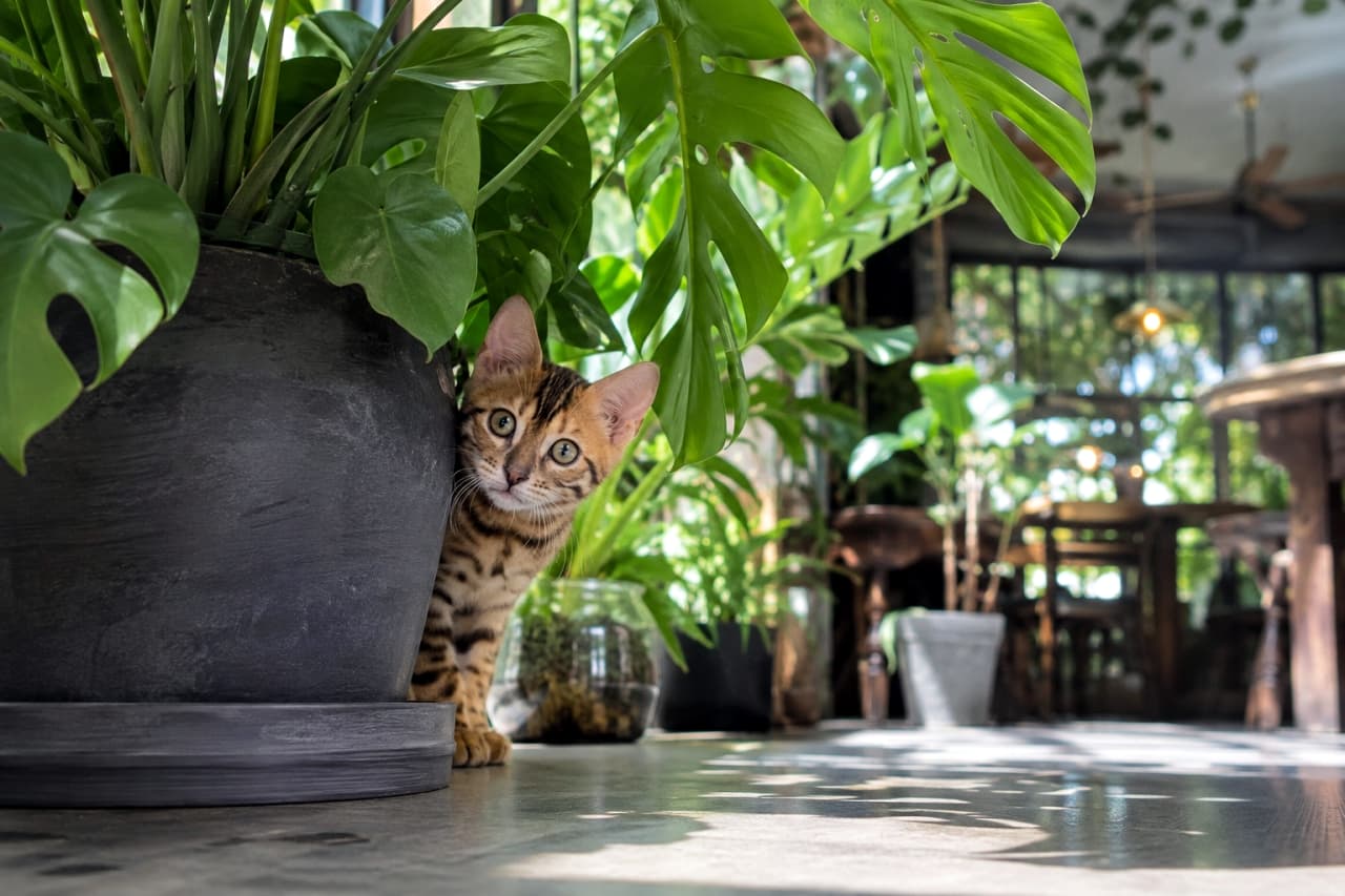 「ボタニカルカフェでかくれんぼ中のベンガルちゃんを見っけ!🐆🌿 野生味あふれるヒョウ柄と好奇心いっぱいの瞳が最高です✨ #ベンガル #カフェ #猫のいる風景」Ultra-realistic high-quality photograph of a playful Bengal kitten with distinctive rosette patterns and large ears, peeking out from behind a large black planter holding a Monstera plant. The setting is a bright botanical cafe with dappled sunlight playing on the concrete floor. 豊かな緑があふれるボタニカルカフェのコンクリート床。巨大なモンステラが植えられた黒い鉢の陰から、美しいロゼット模様(ヒョウ柄)の被毛とピンと立った大きな耳を持つベンガルの子猫がひょっこりと顔を出している。床に落ちた木漏れ日が猫の野性的な魅力を引き立てる高画質写真