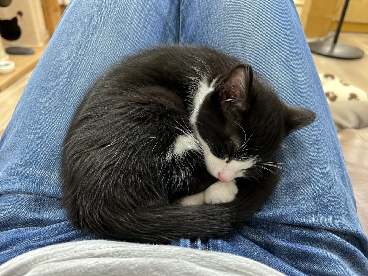 「膝の上でスヤスヤ眠るハチワレちゃん💤 無防備な寝姿とピンクの肉球がたまらない!いいねで癒しをシェアしてね🐈💕 #ハチワレ子猫 #猫カフェ #猫のいる風景」Ultra-realistic high-quality photograph of a small black and white tuxedo kitten sleeping peacefully curled up on the lap of someone wearing blue jeans. The kitten features a white chest, a tiny pink nose, and pink paw pads. The background subtly shows a softly blurred cat cafe interior with a cat tower, capturing a warm and trusting atmosphere. 青いジーンズを履いた人の膝の上で、小さな白黒のハチワレ子猫が安心しきった様子で丸まって眠っている写真。黒い被毛に白い胸元、ピンク色の小さな鼻と肉球が愛らしい。背景にはキャットタワーなど猫カフェの店内が柔らかくぼやけて写っており、温かい光と深い信頼感が伝わる構図