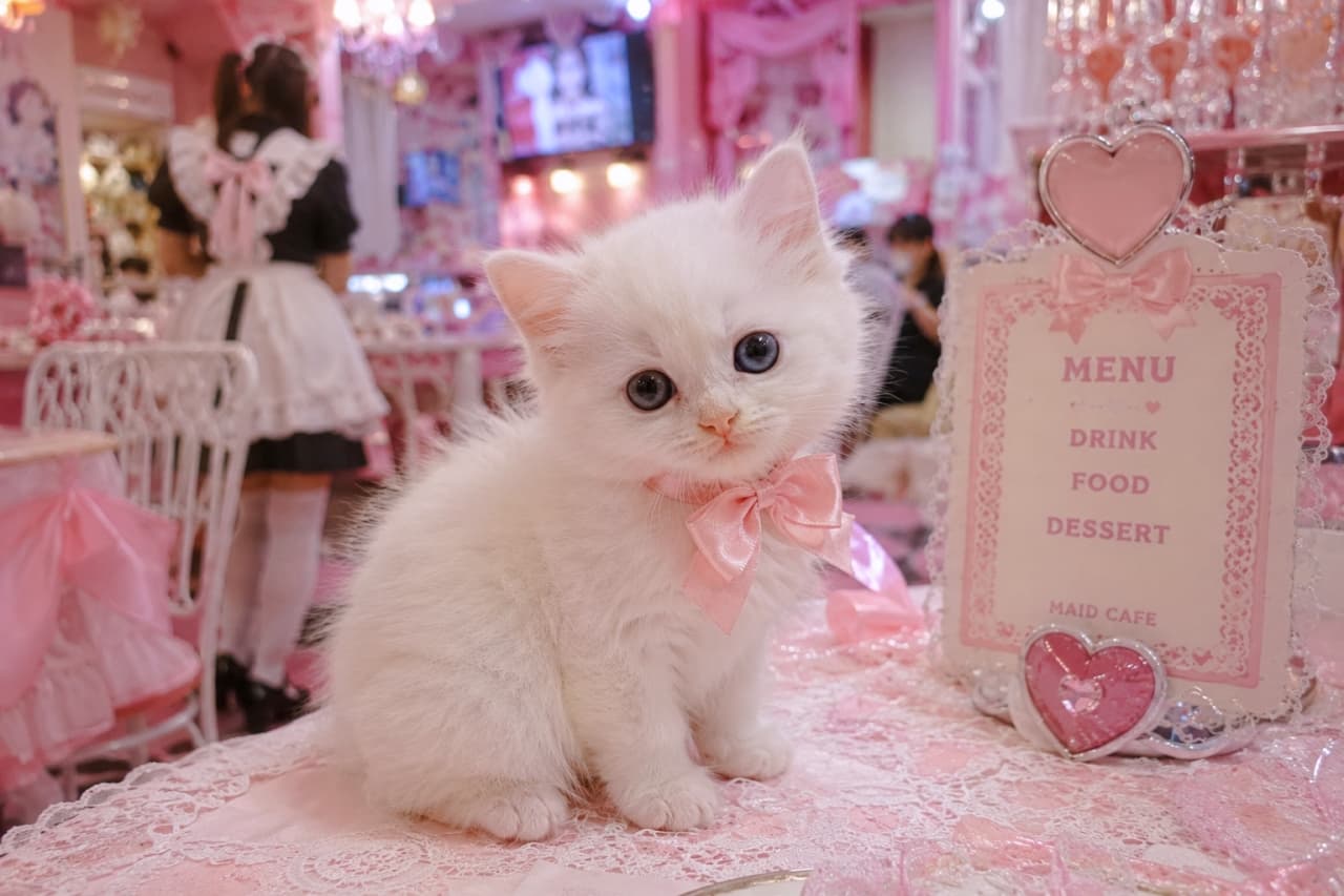 「「ご主人様、お帰りなさいにゃ!」🎀 夢みたいに甘いピンク空間と、リボンがお似合いの白猫ちゃんにメロメロ💕 #白子猫 #メイドカフェ #子猫のいる風景」Ultra-realistic high-quality photograph of an incredibly cute, fluffy white kitten wearing a pink ribbon, sitting on a pink lace-covered table in a vibrant maid cafe. The background features a maid in uniform, heart-shaped decor, and a pastel pink aesthetic. ピンクを基調とした夢のようにポップなメイドカフェのレースのテーブルで、首にピンクのリボンを巻いた長毛の純白の子猫がお座りしている。大きな青灰色の瞳でこちらを見つめ、背景にはフリルエプロンのメイドさんやハート型のメニュー表が広がる、甘く可愛らしい高画質写真
