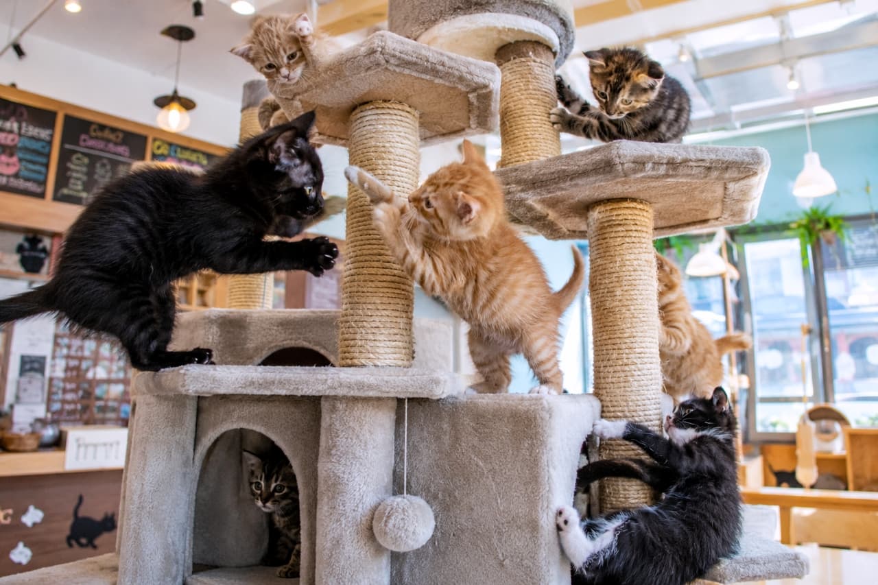 「キャットタワーは大渋滞中!?💨みんなでわちゃわちゃ遊ぶ子猫たちの姿に元気をもらえますね🐾✨#キャットタワー #猫カフェ #子猫のいる風景」Ultra-realistic high-quality photograph of multiple playful kittens, including black, ginger, and tabby cats, interacting and energetically playing on a large beige cat tower in a bright cat cafe. 明るく賑やかな猫カフェ店内に設置された大きなベージュのキャットタワーで、元気いっぱいに遊ぶ複数匹の子猫たち。黒猫、茶トラ、キジトラなどの子猫が飛び跳ねたりじゃれ合ったりする躍動感のある瞬間を捉えた高画質写真