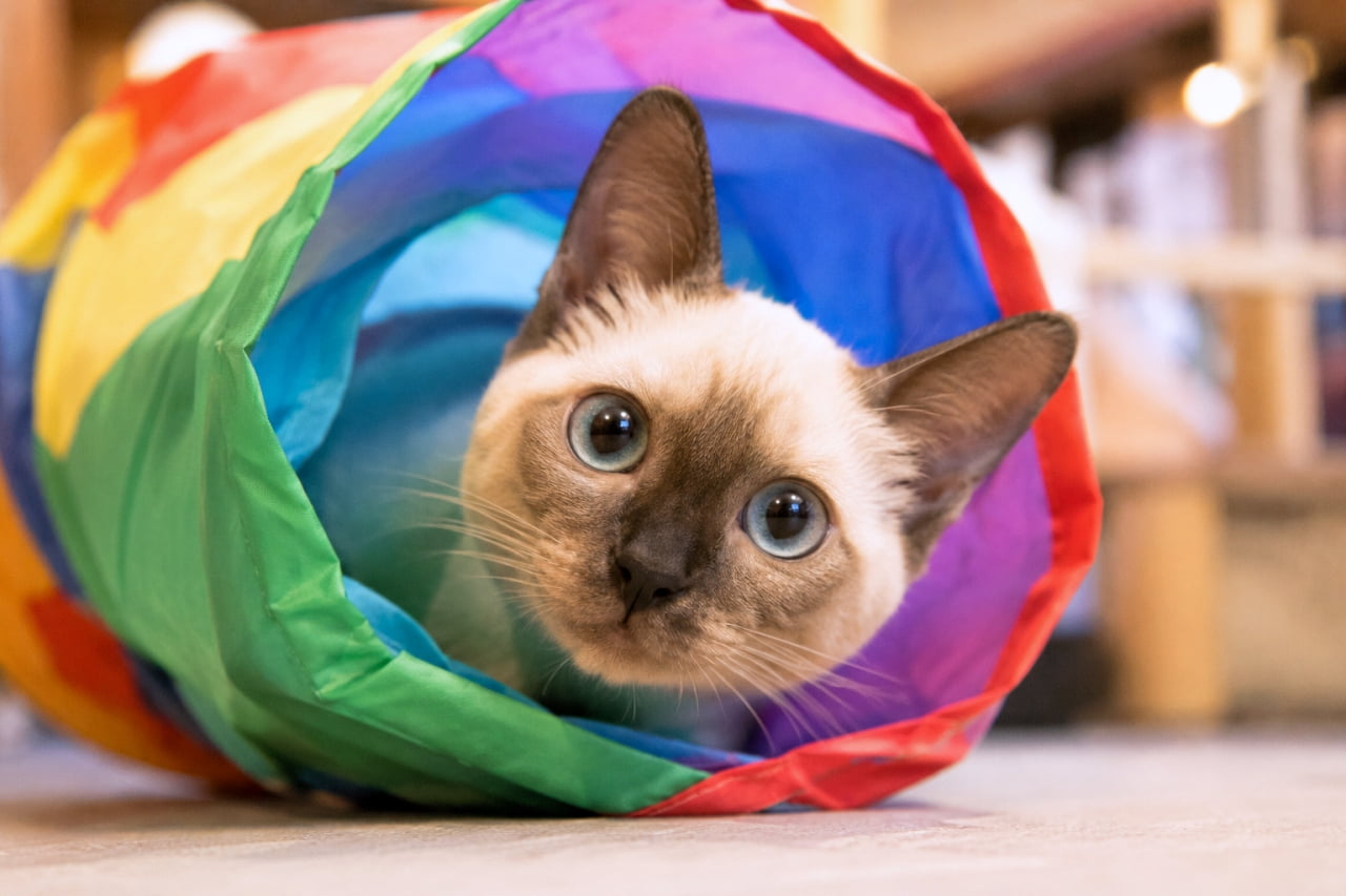 「カラフルなトンネルからひょっこりお顔を出すトンキニーズちゃん🌈好奇心いっぱいの青い瞳に吸い込まれそう🐈💙 #トンキニーズ #猫カフェ #子猫のいる風景」Ultra-realistic high-quality photograph of a curious Tonkinese kitten with bright blue eyes peeking out from a colorful rainbow play tunnel. The vibrant colors contrast beautifully with the kitten's pointed coat. 赤、青、緑、黄色のカラフルなプレイトンネルの中から、興味津々な青い瞳を輝かせて顔を覗かせるトンキニーズの子猫。トンネルの鮮やかな色彩と、子猫のシャープな顔立ちやポイントカラーの被毛が美しく対比された高画質写真
