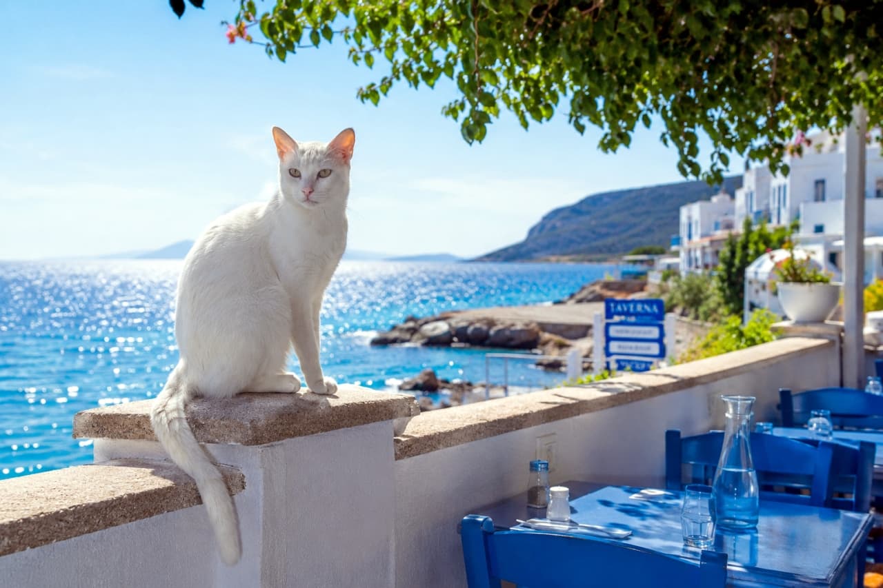 「青い海と白い壁に映える真っ白な猫ちゃん🏖️🐈 爽やかな海風が画面越しに吹いてきそうな一枚ですね💙 #白猫 #カフェ #猫のいる風景」Ultra-realistic high-quality photograph of a pure white cat with pale green eyes sitting gracefully on a white stone wall at a seaside cafe. The scene features stunning turquoise blue waters, white buildings, blue tables, and bright Mediterranean sunlight casting vivid contrasts. ギリシャの海辺を思わせるターコイズブルーの海と白い建物を背景に、カフェの白い石塀の上にちょこんと座る純白の美しい成猫。透き通るような薄緑色の瞳でこちらを見つめており、青いテーブルセットと頭上の緑の葉が強い日差しに照らされ、鮮やかなコントラストを描き出している風景写真