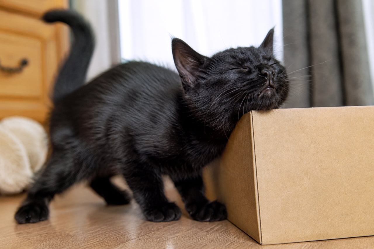 「スリスリ……段ボールの角、最高に気持ちいいニャ！📦✨ 黒猫ちゃんのつややかボディ、いつまでも見ていたい #黒猫 #すりすり #猫のいる風景」On a wood-grained floor, a small black kitten is rubbing its face against an unopened cardboard box. The kitten's eyes are closed, with a blissful expression. The lustrous black fur, erect tail, and cardboard texture are realistic. Ultra-realistic high-quality photograph. 木目調の床の上で、未開封の段ボール箱に小さな黒い子猫が顔を寄せてスリスリしている。子猫は目を閉じ、幸せそうな表情を浮かべている。つやつやとした黒い被毛と、ピンと立てた尾、そして段ボールの質感がリアル