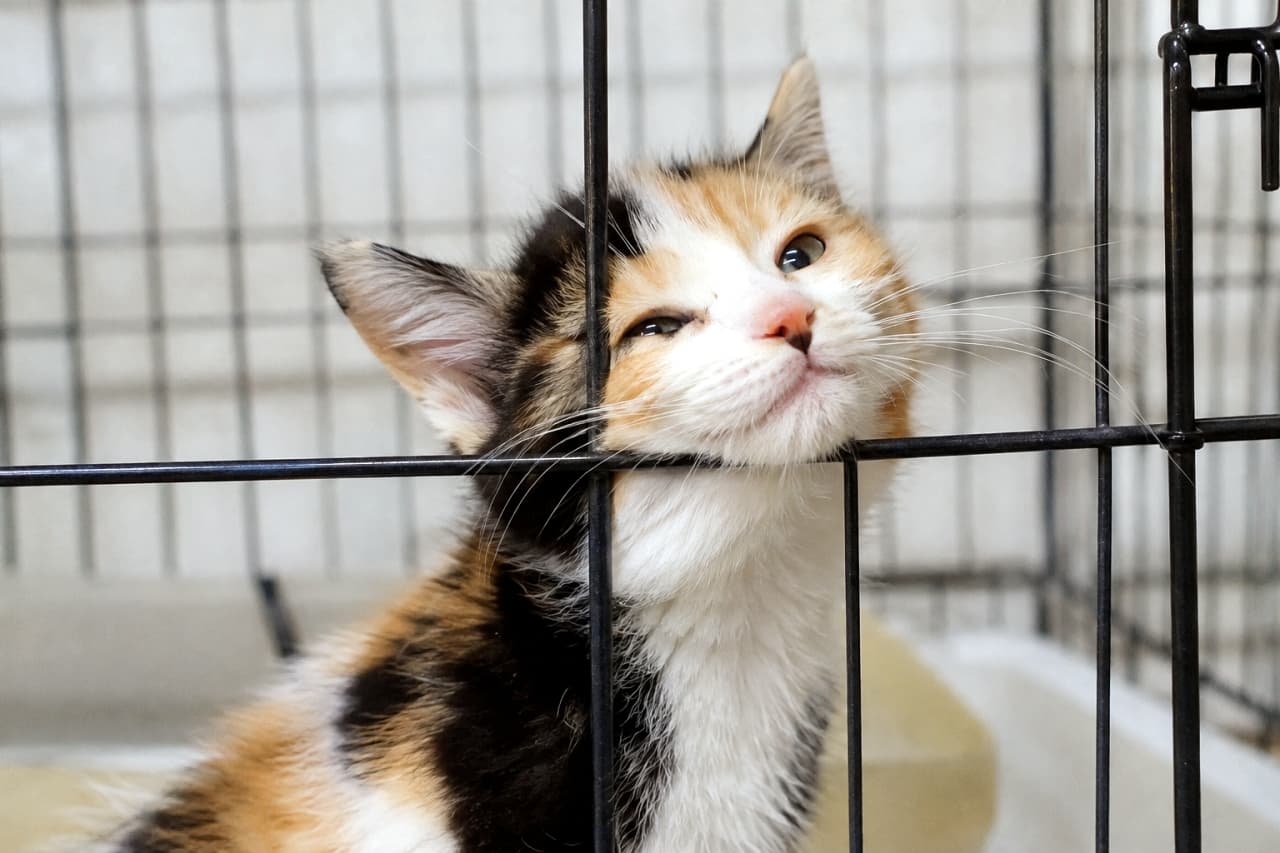 「早くここから出して一緒に遊ぼうよ！🐾 ケージ越しでも伝わってくる全力のかまってアピールがたまりません💕 #三毛子猫 #すりすり #猫のいる風景」Ultra-realistic high-quality photograph of an adorable calico kitten enthusiastically rubbing its face and chin against the black bars of a cage. Bright indoor lighting highlights its soft white, black, and orange fur, and its cute pink nose. 黒いワイヤーケージの中から、隙間に顔を押し付けるようにして甘える三毛猫の子猫。白、黒、茶の鮮やかな被毛と、ピンク色の小さな鼻、ケージに顎を乗せて目を細める愛らしい表情が詳細に捉えられています。明るい室内の照明が柔らかな毛並みを際立たせています