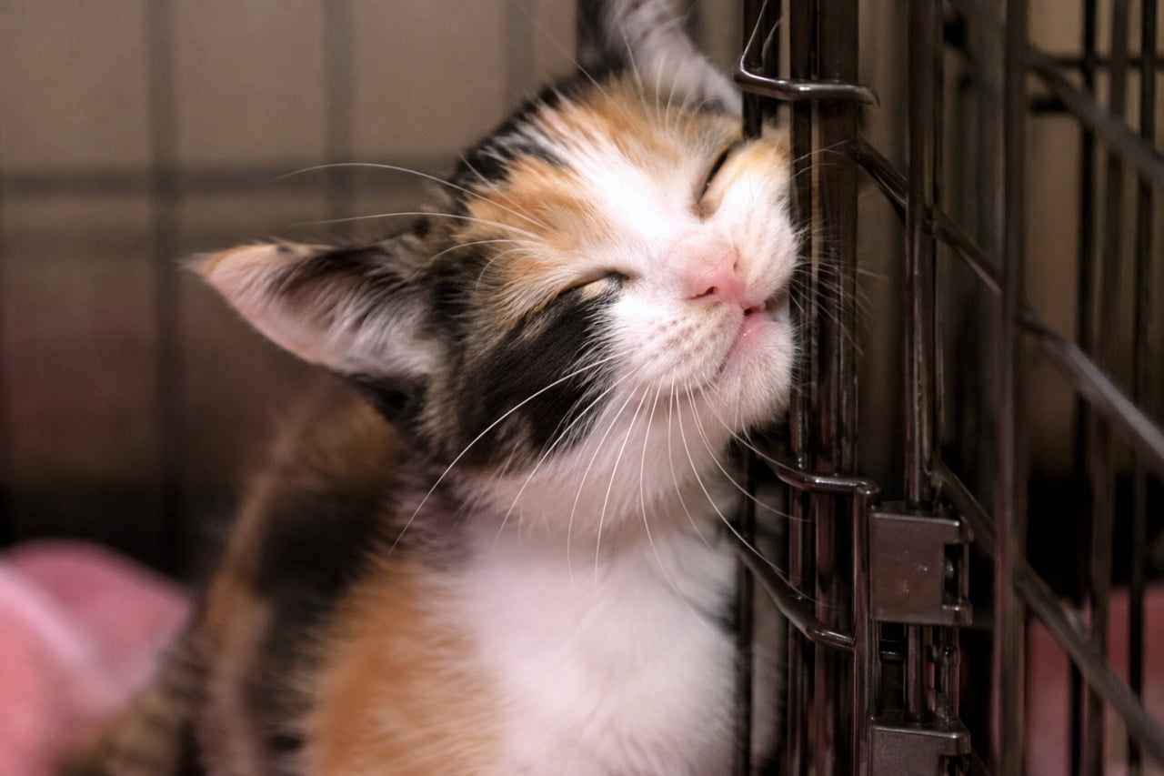 「ここが私の一番のお気に入りポジションにゃ！🐾 ケージに顔がムギュッとなっている絶妙な表情から目が離せません😹 #三毛子猫 #すりすり #猫のいる風景」Ultra-realistic high-quality close-up photograph of a calico kitten intensely rubbing its right cheek against the black metal bars of its cage. Its eyes are tightly closed in contentment, showcasing the soft texture of its tri-colored fur and delicate whiskers. 黒いケージの格子に右の頬をギュッと強く押し付けて甘える三毛猫の子猫のクローズアップ写真。目を固く閉じ、口角が少し上がったような満足げな表情と、黒、茶、白の被毛の柔らかい質感が超高精細に描写されています。手前にはピンク色の毛布が少しだけ見切れています